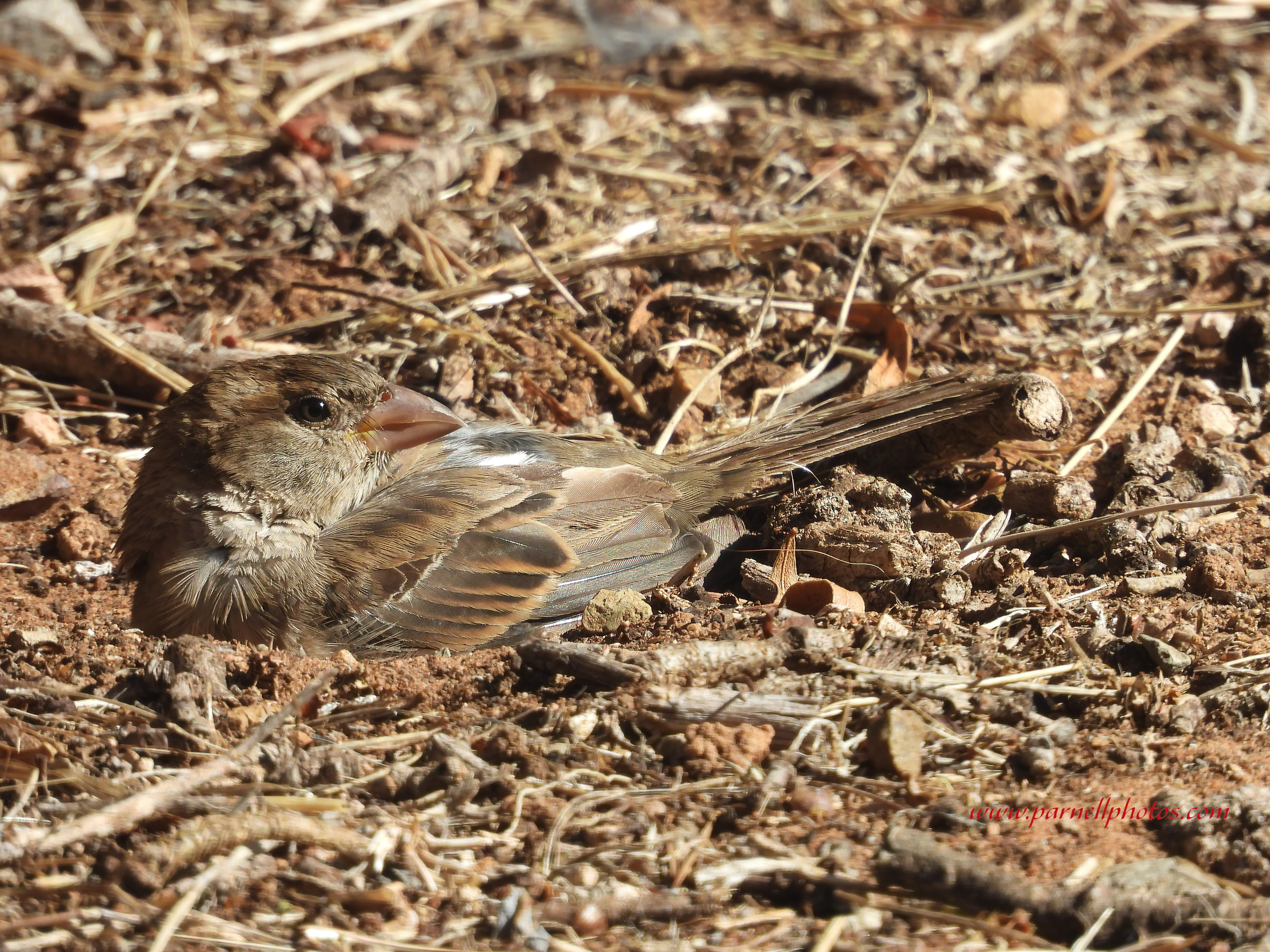 Sparrow in Hole