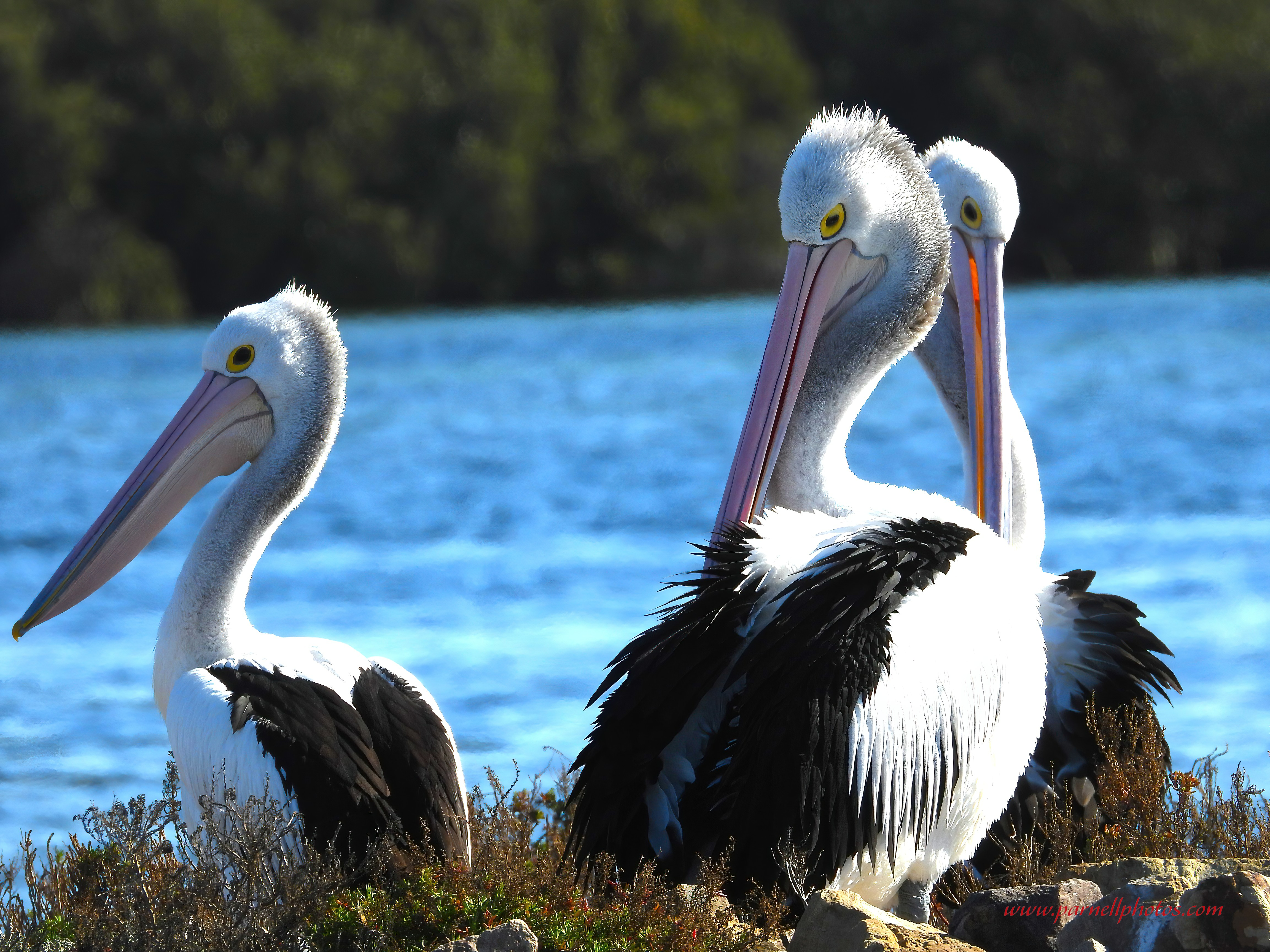 Three Pelicans