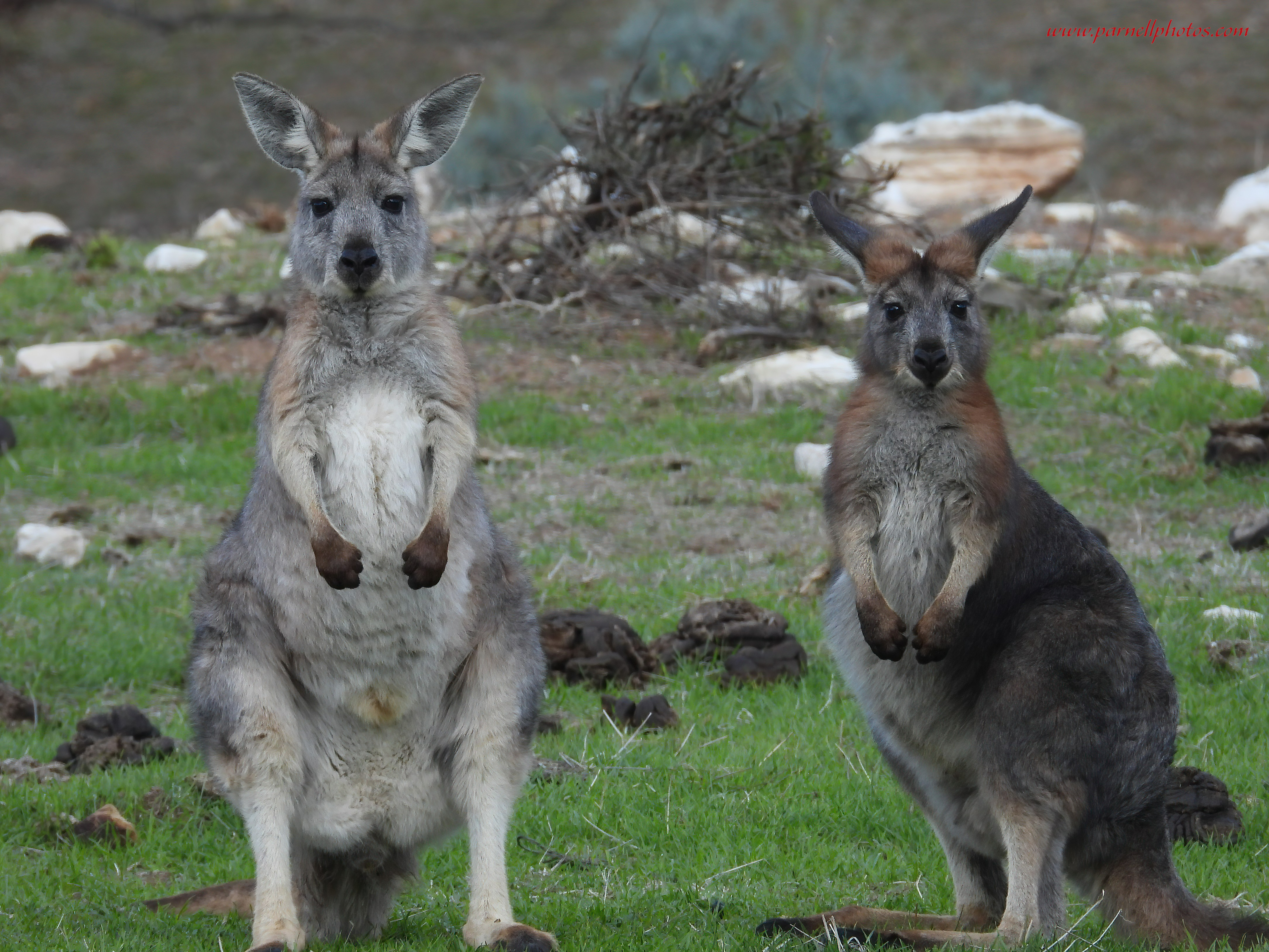 Two Beautiful Euro Wallaroos