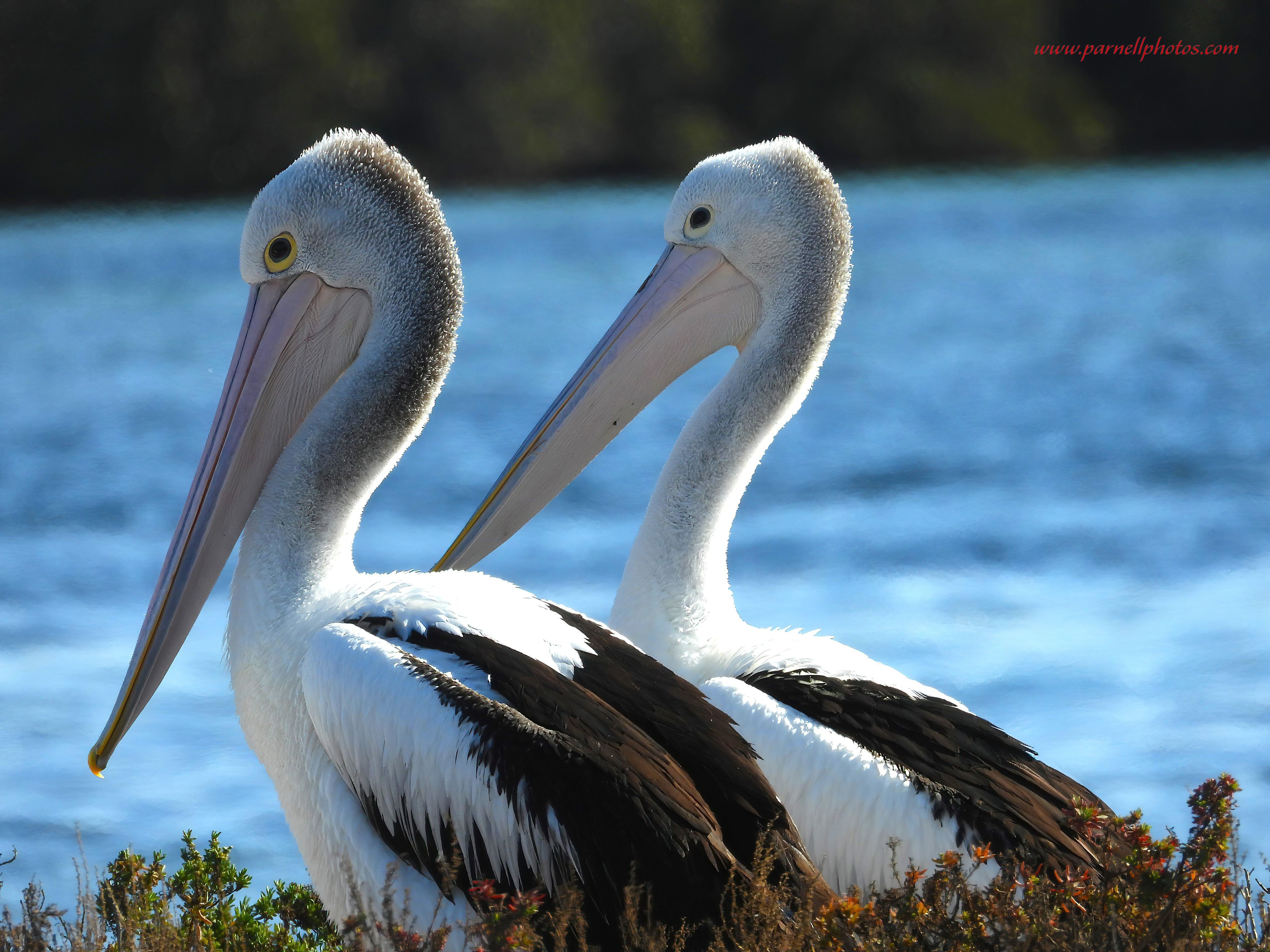 Two Pelicans