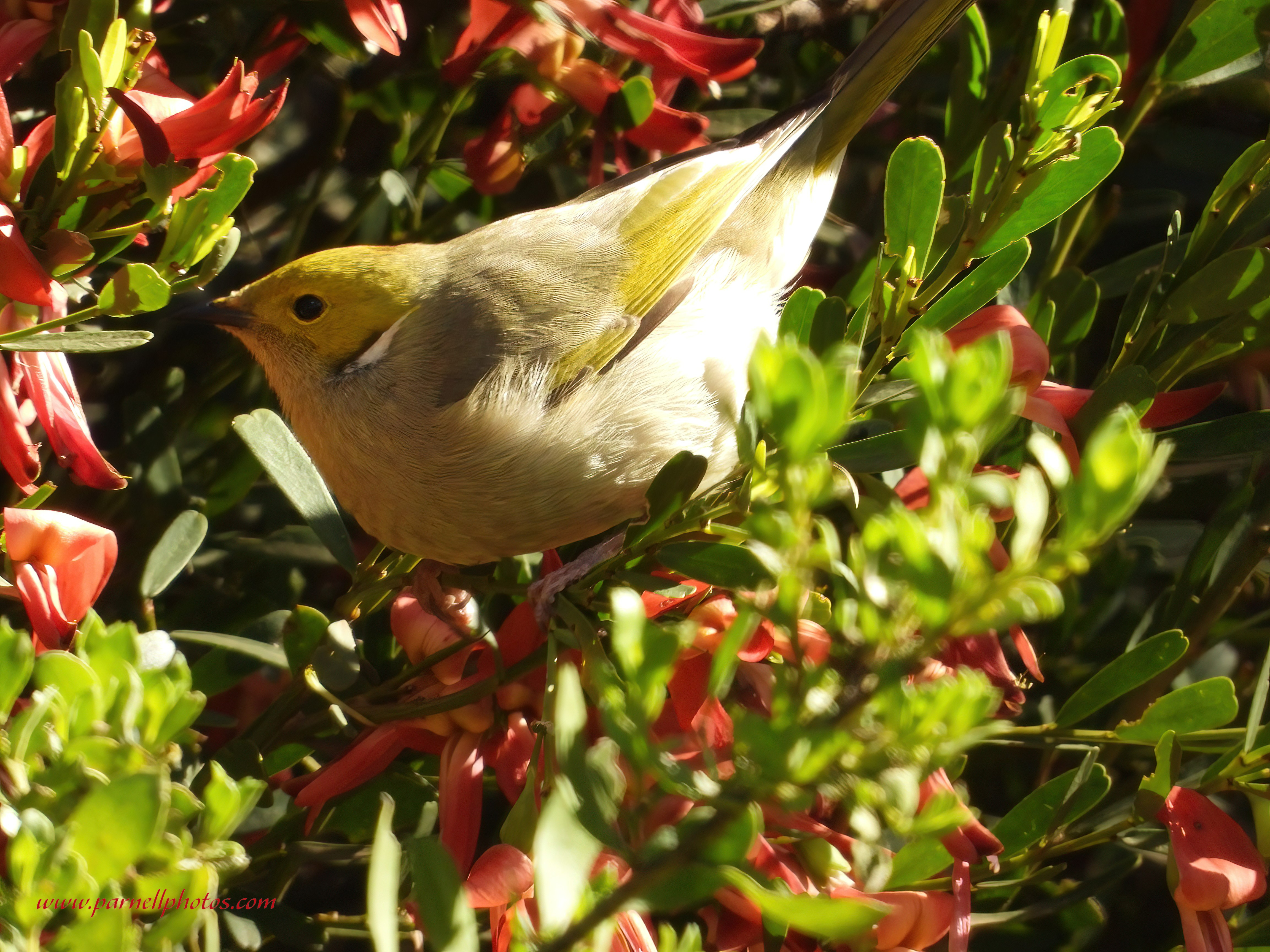 White-plumed Honeyeater in Bush