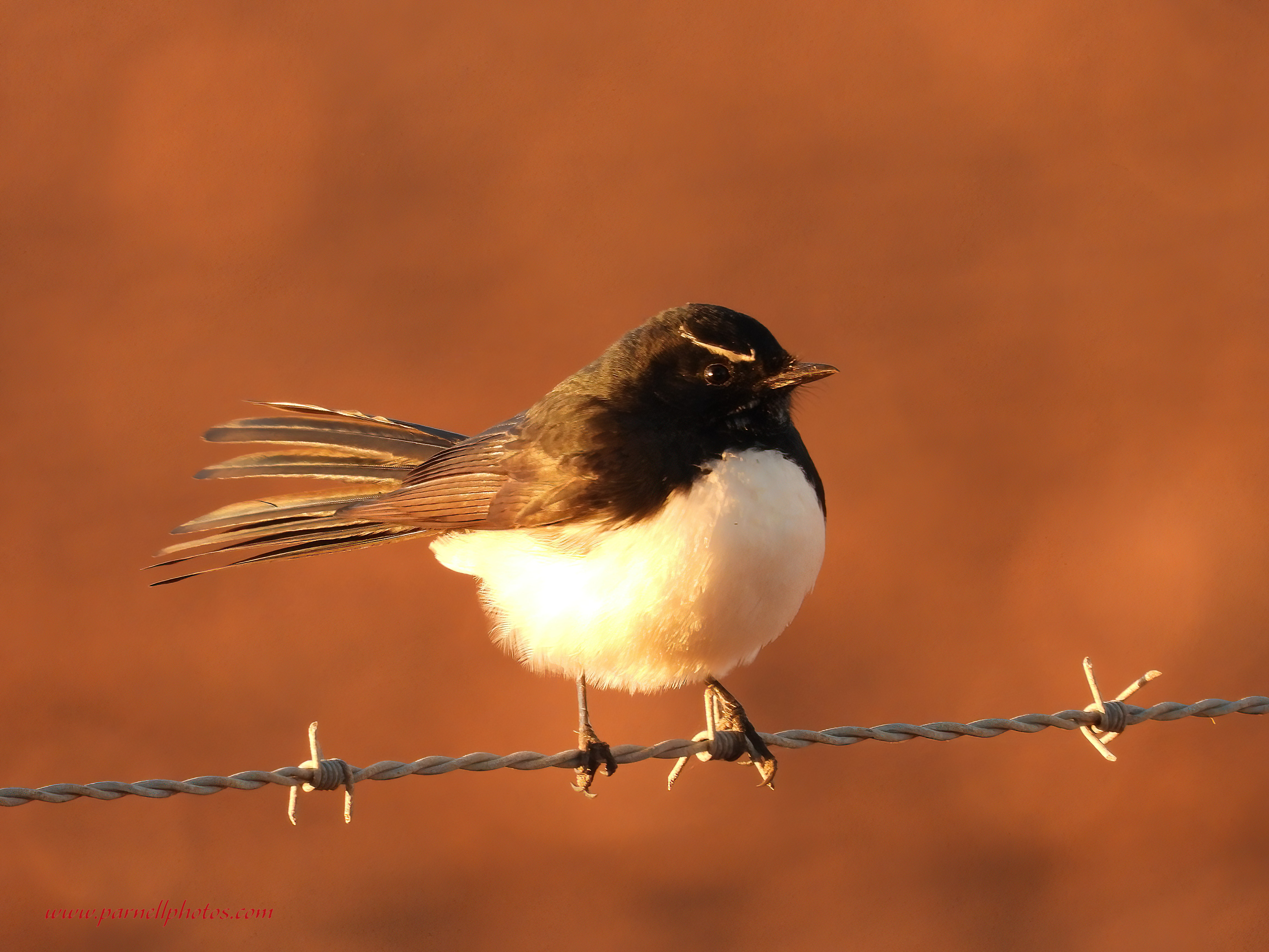 Willie Wagtail at Sunset