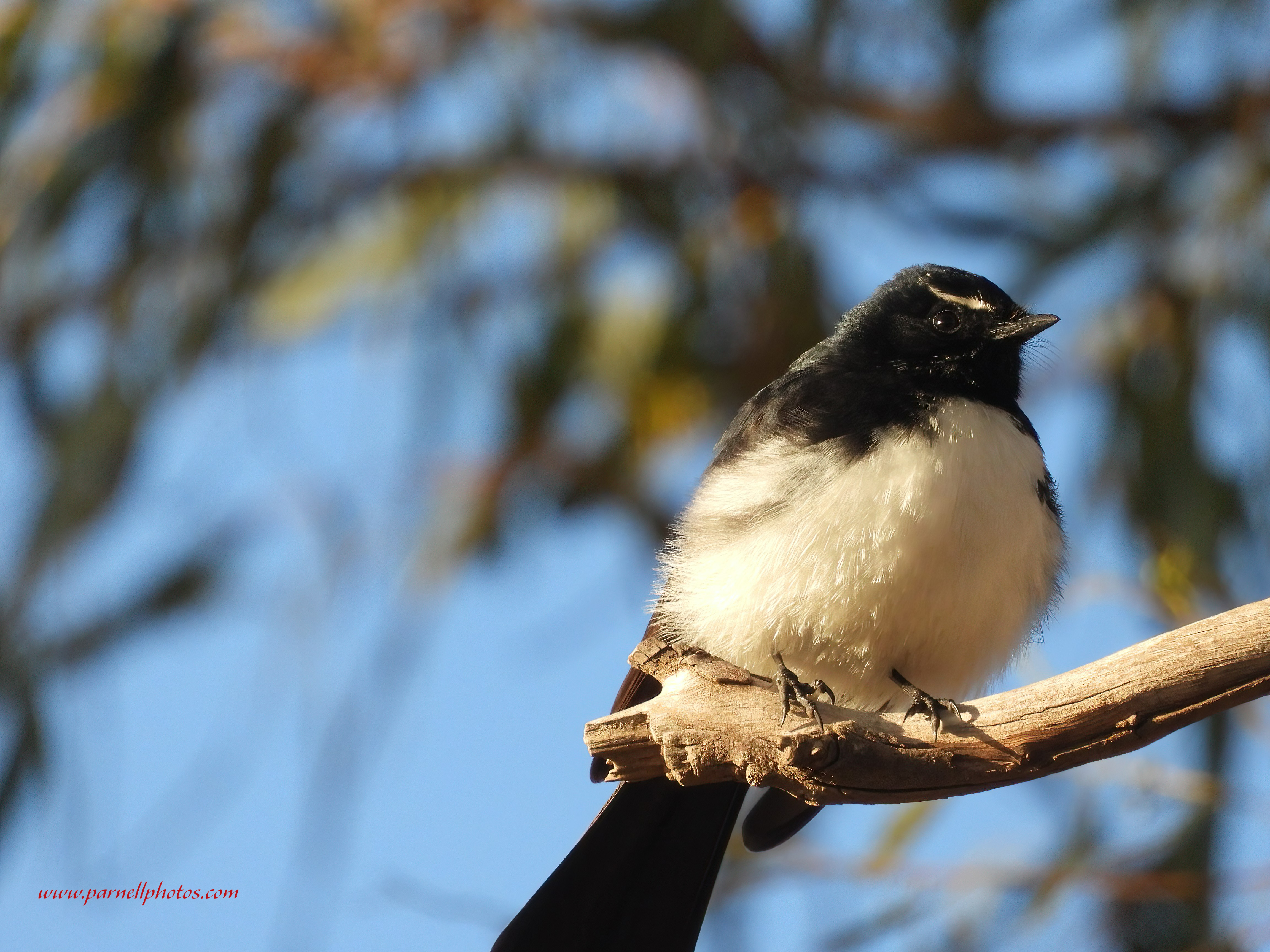 WIllie Wagtail on Branch