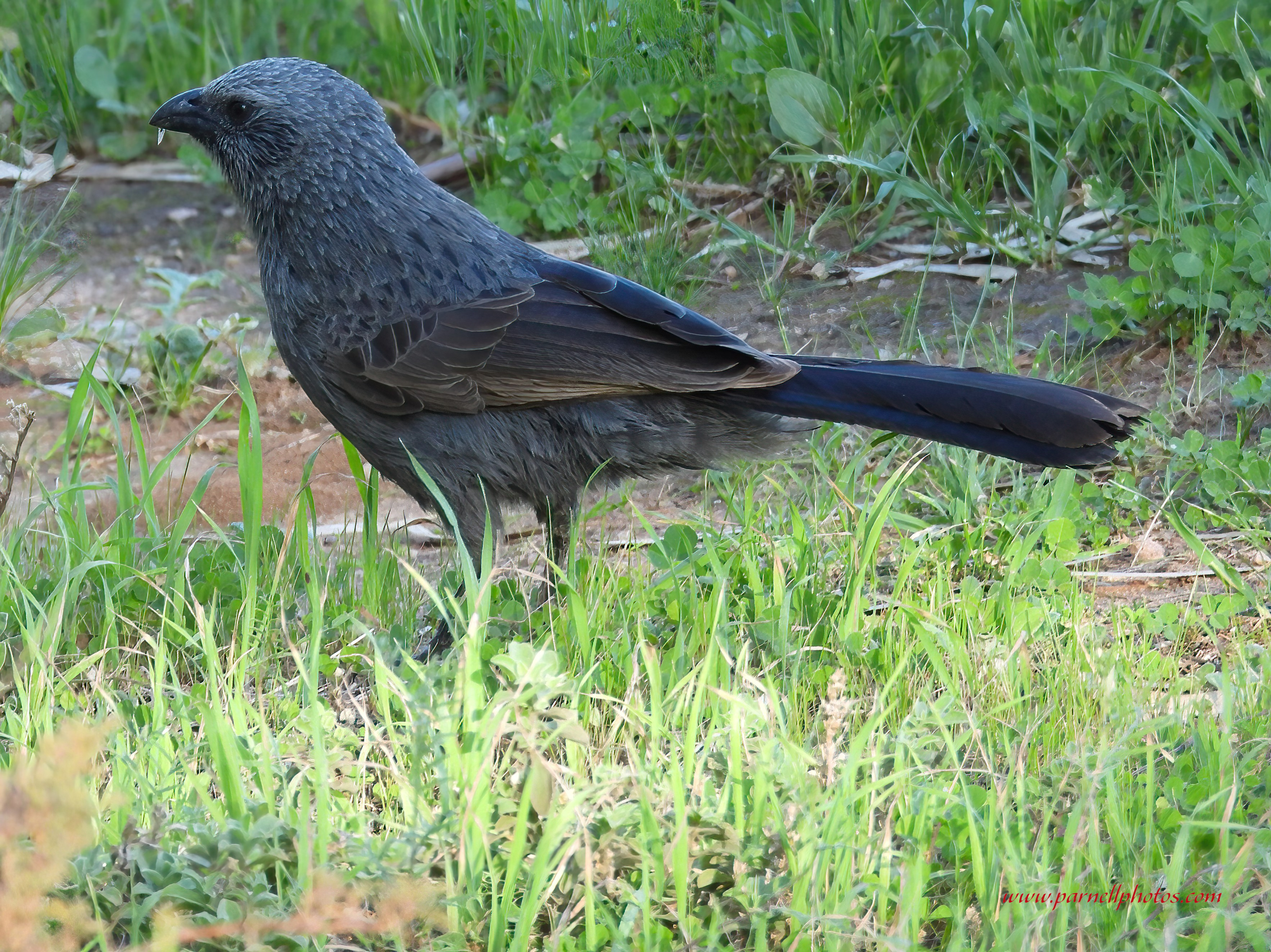 Apostlebird on Grass