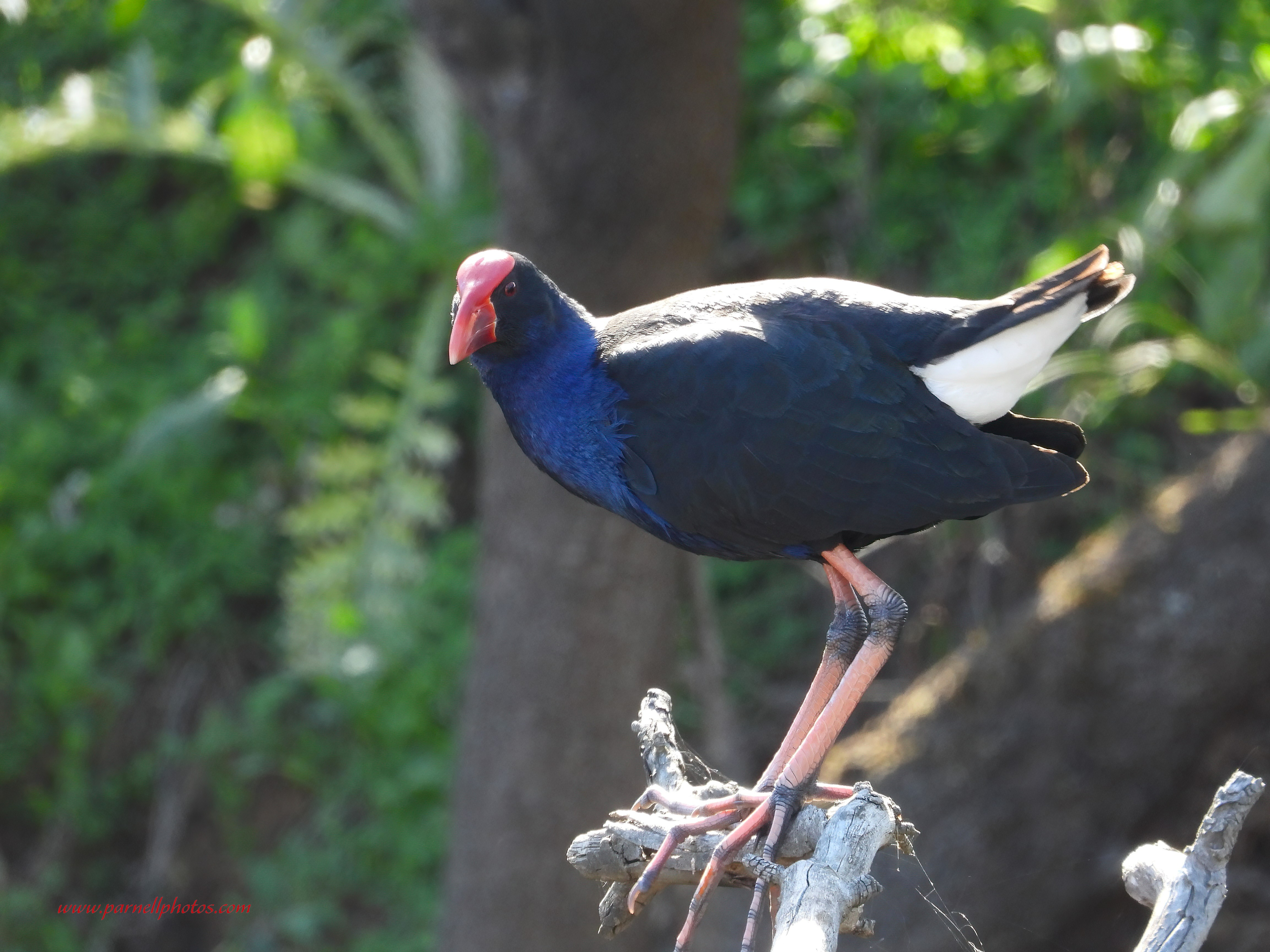 Australasian Swamphen in Tree