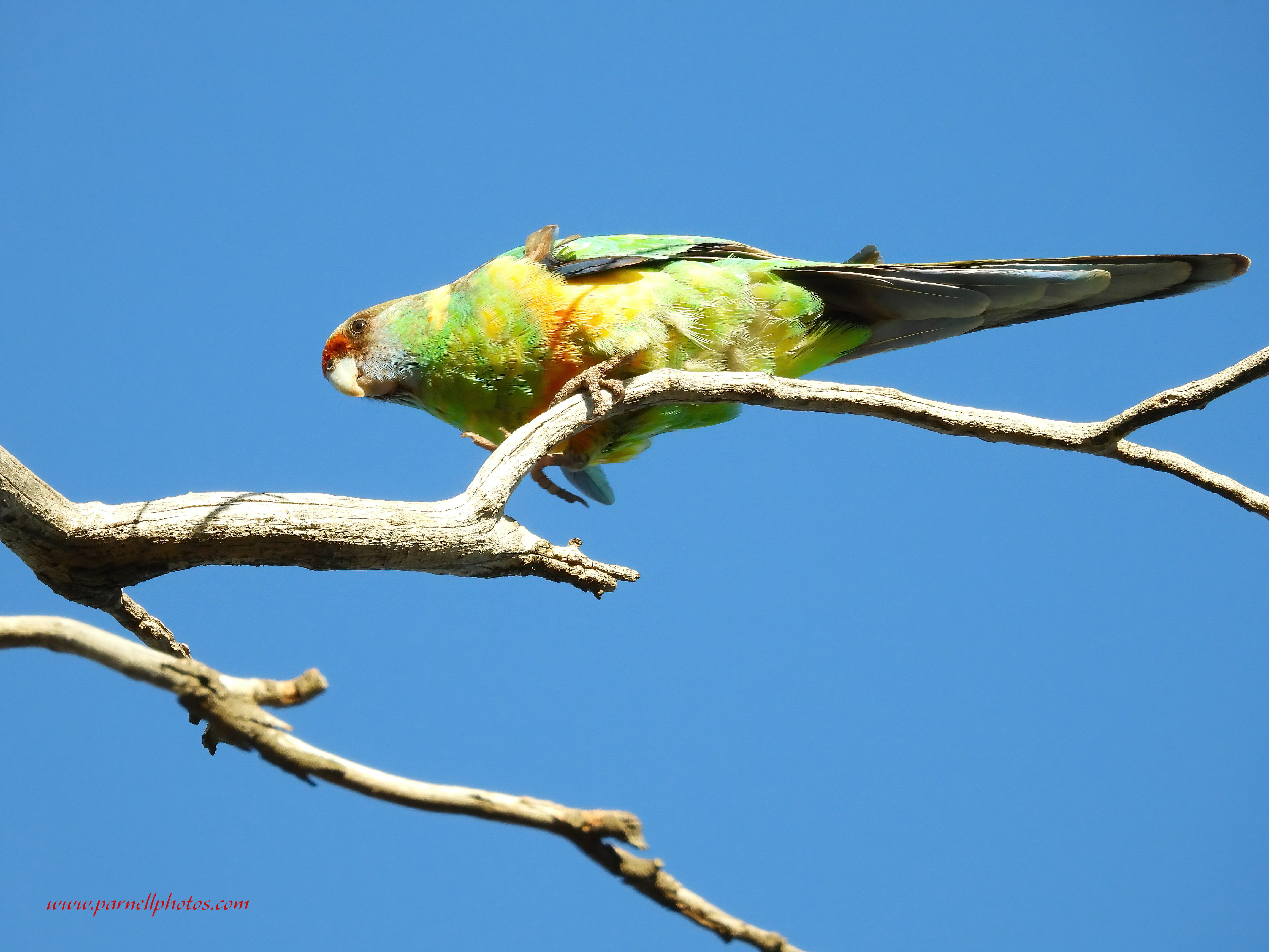 Australian Ringneck - Mallee 