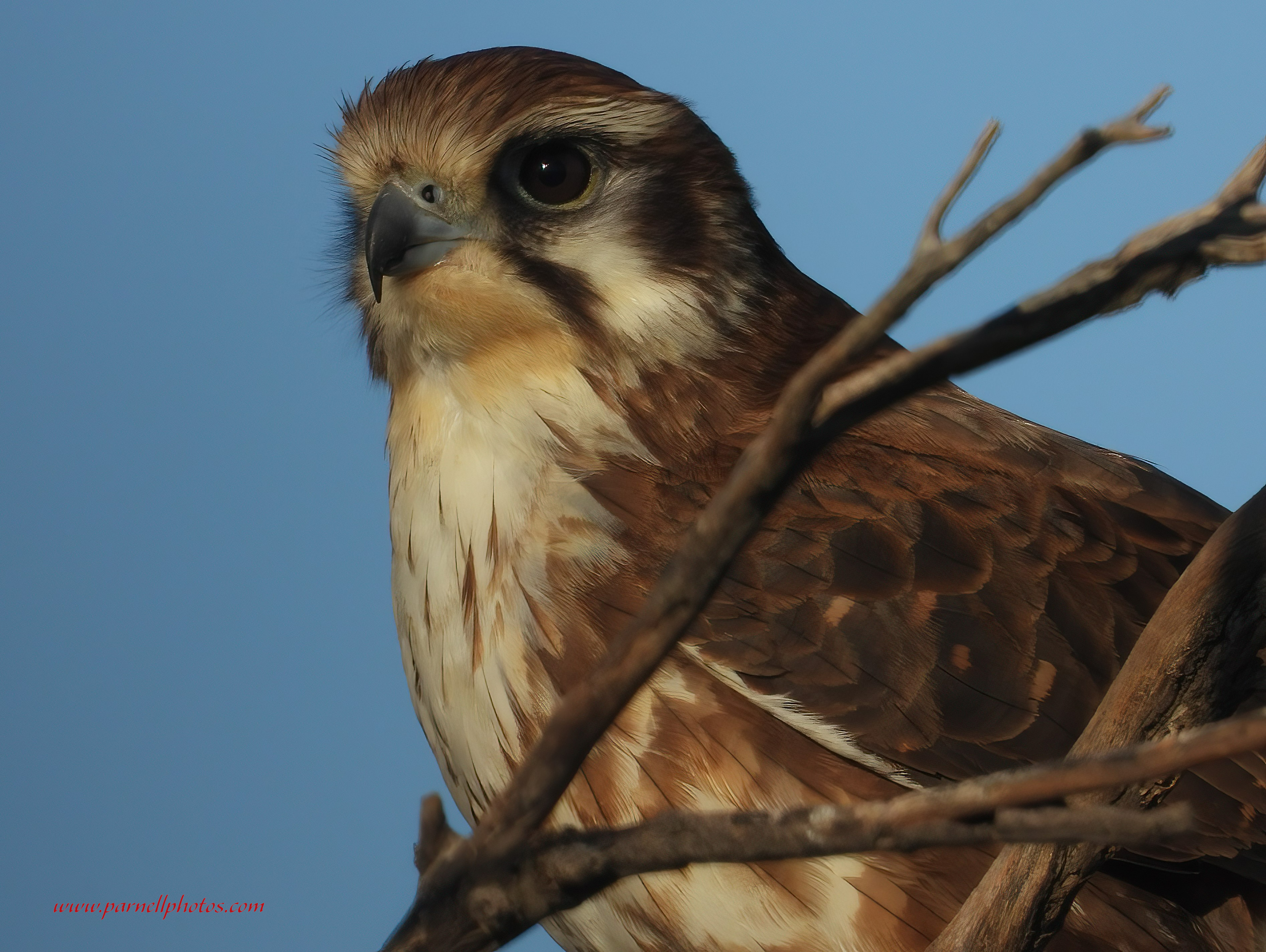 Close-up Brown Falcon