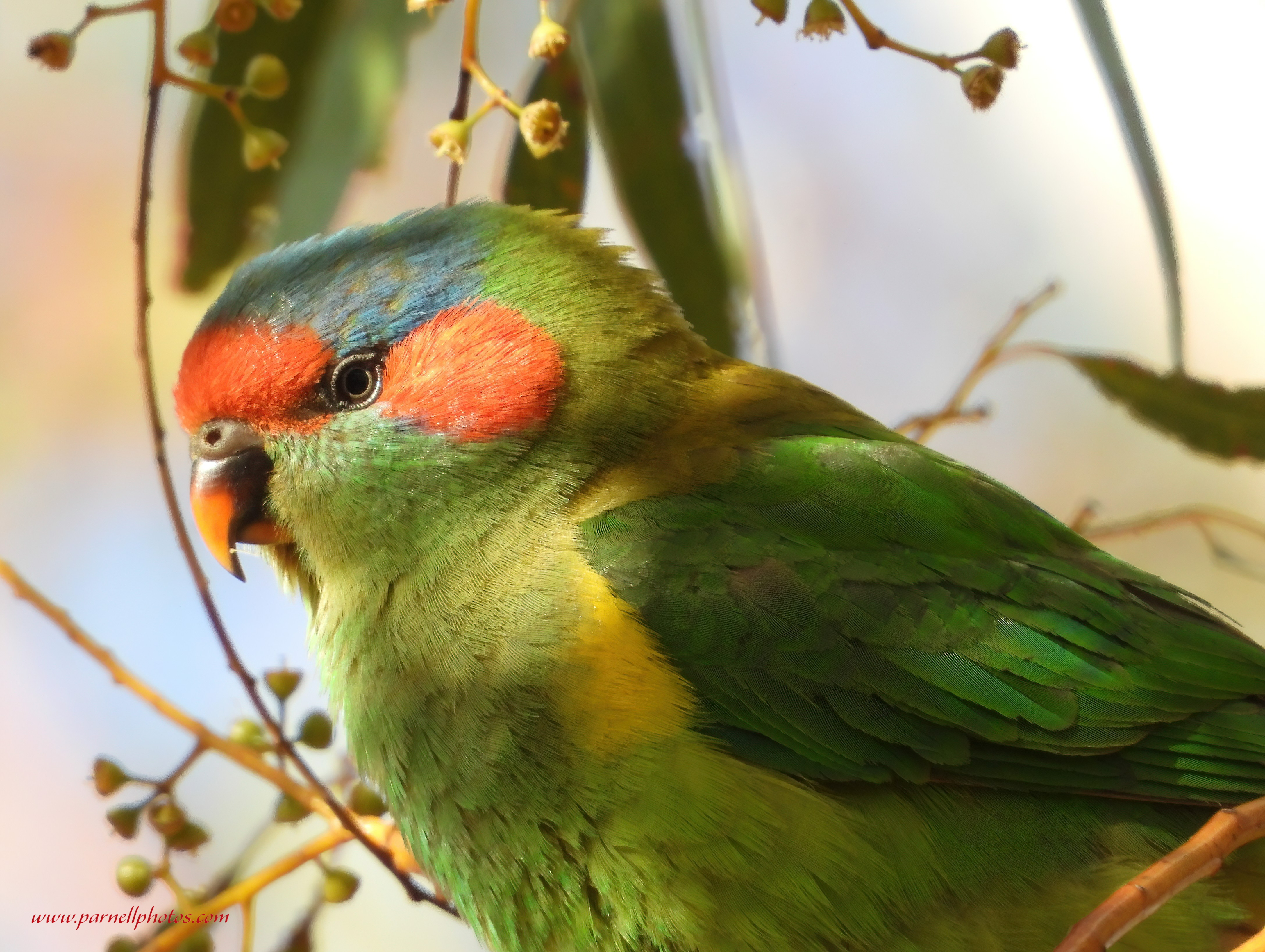 Close-up Musk Lorikeet