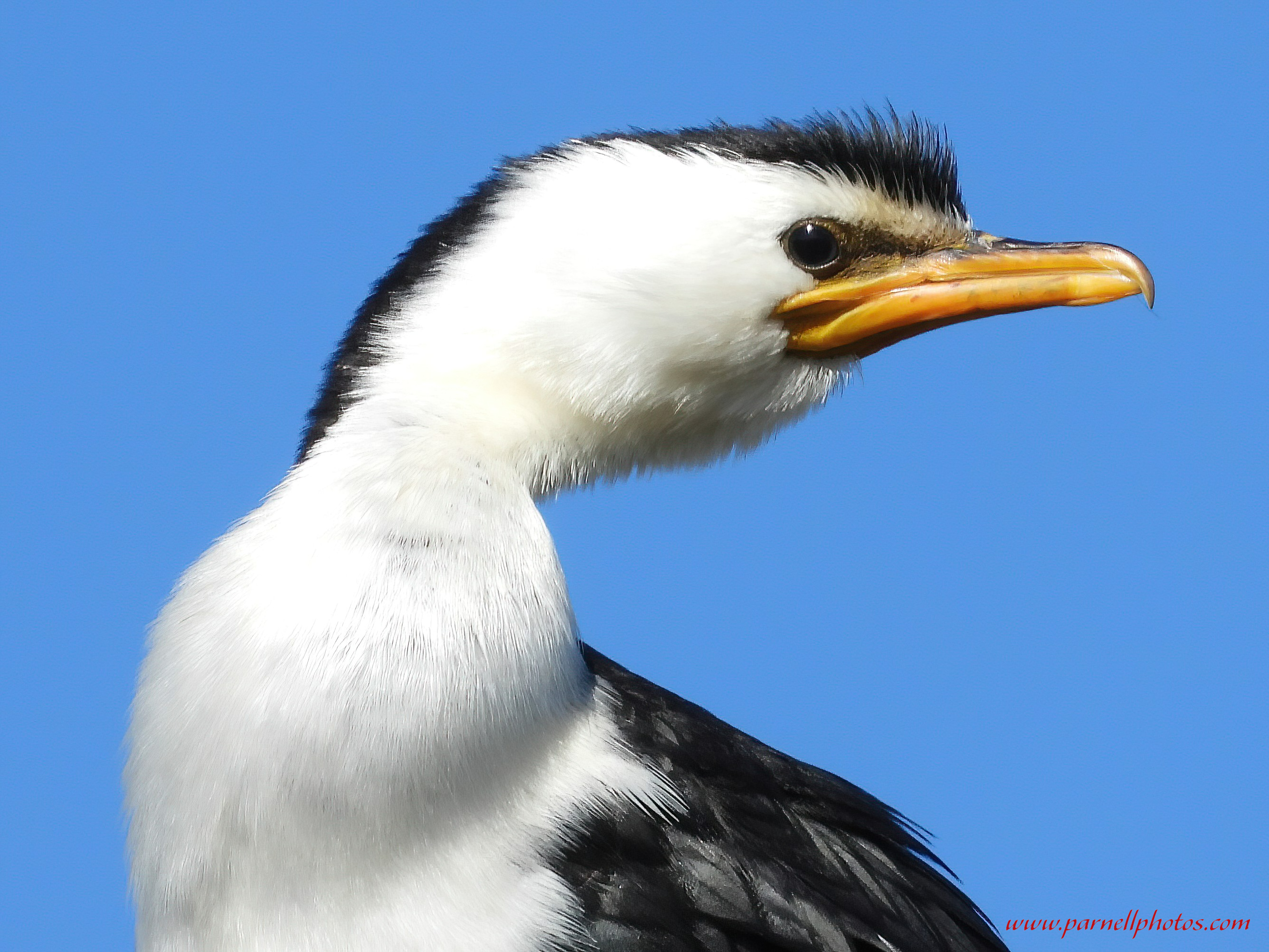 Close-up Pied Cormorant