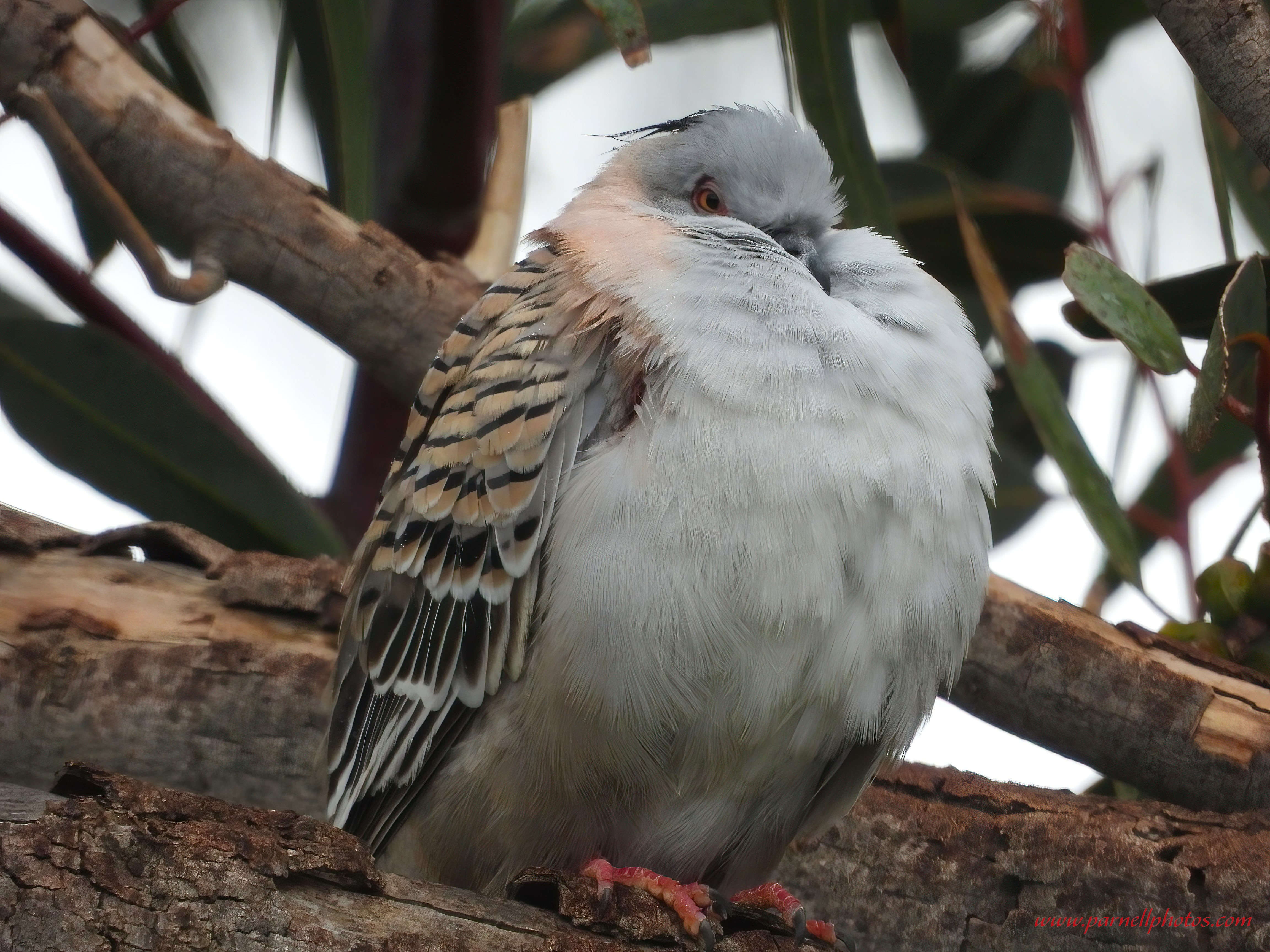 Crested Pigeon After Bath