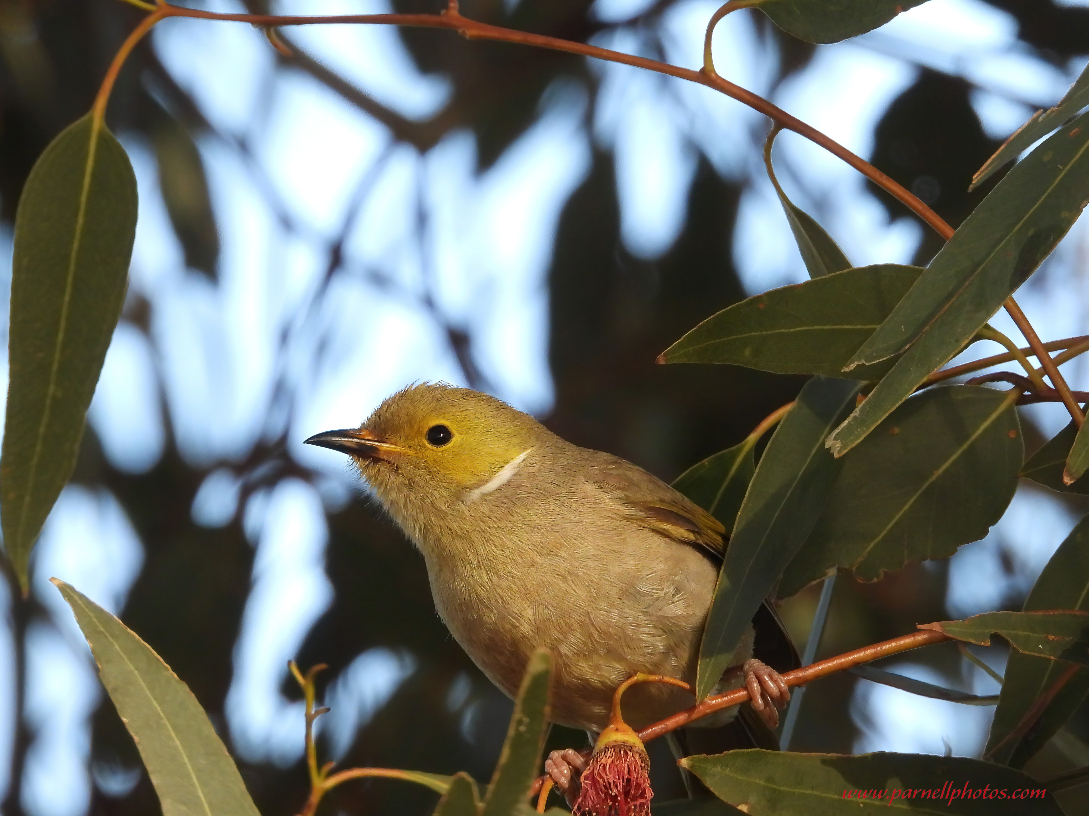 Cute White-plumed Honeyeater 