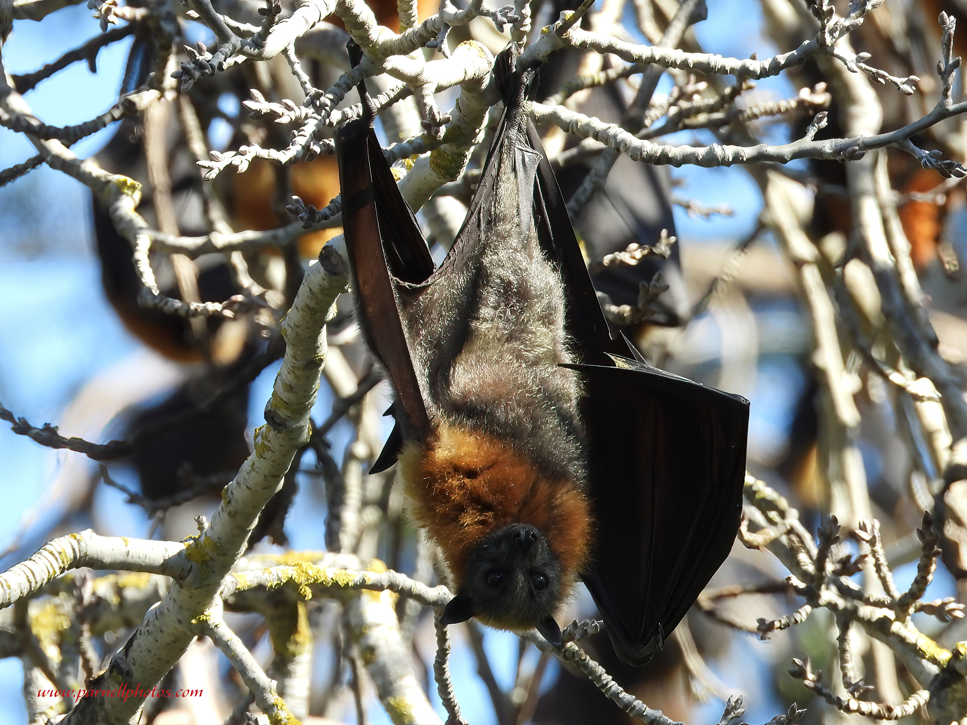 Female Flying Fox