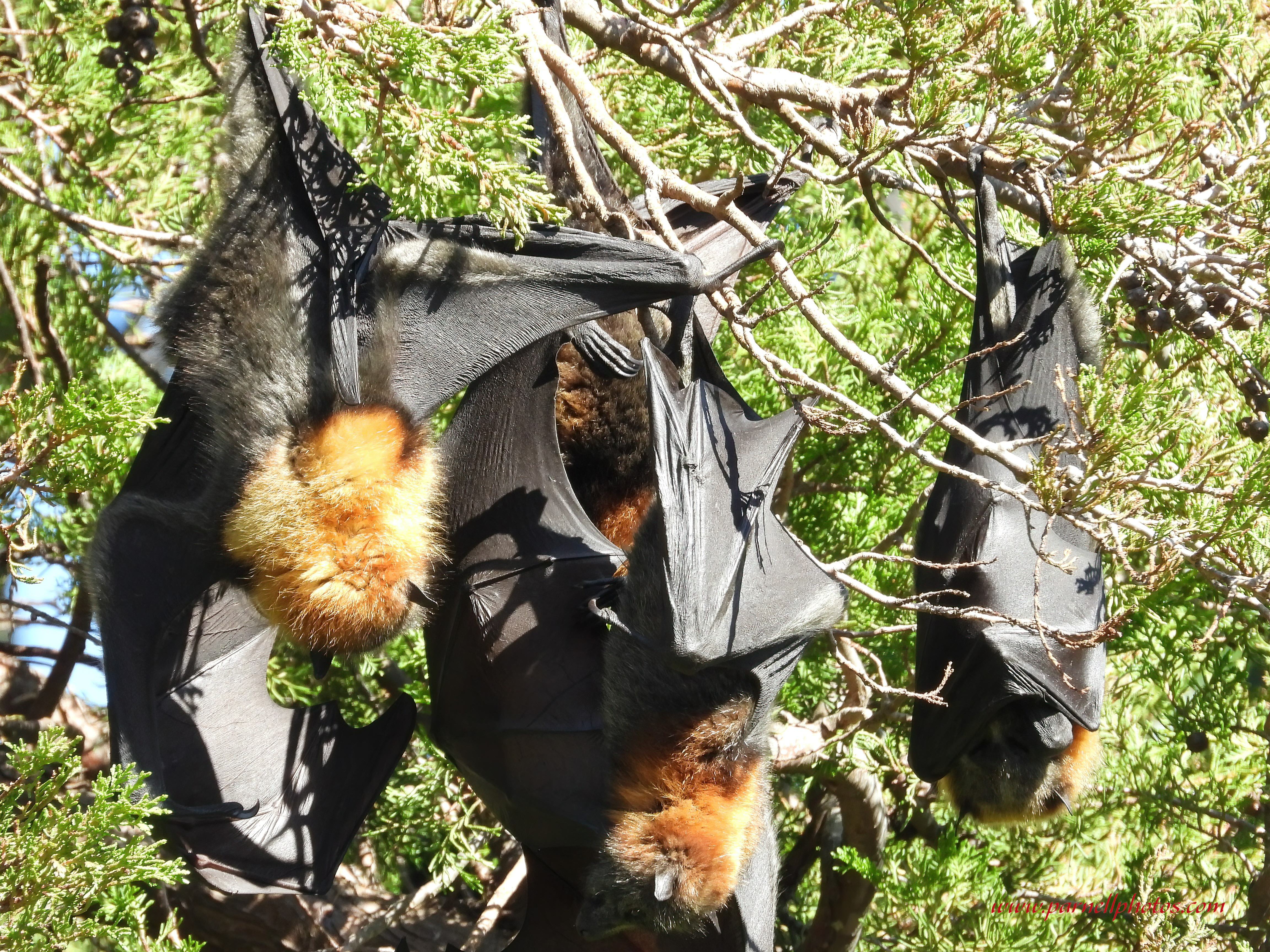 Flying Foxes