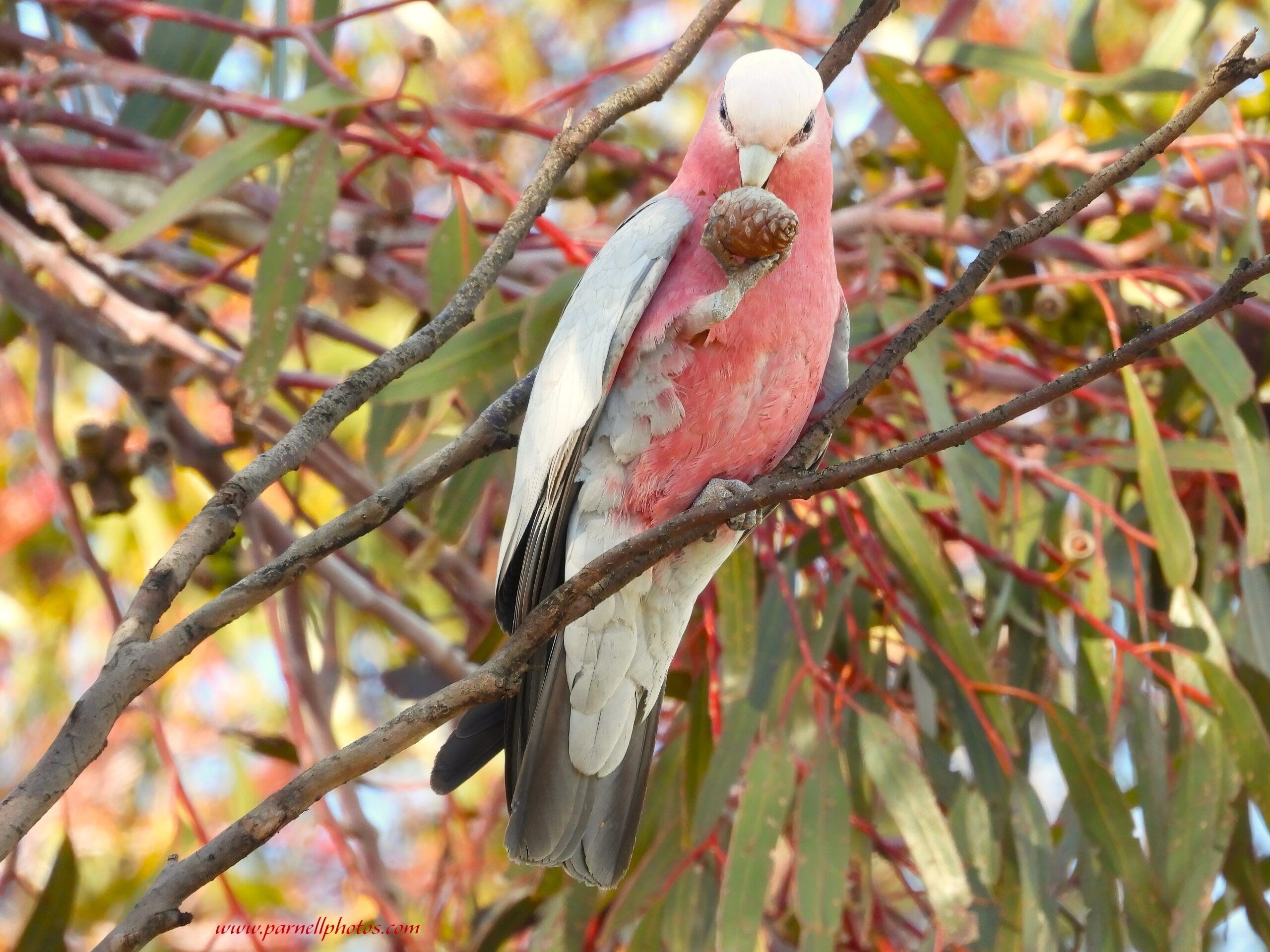 Galah Tucker Time