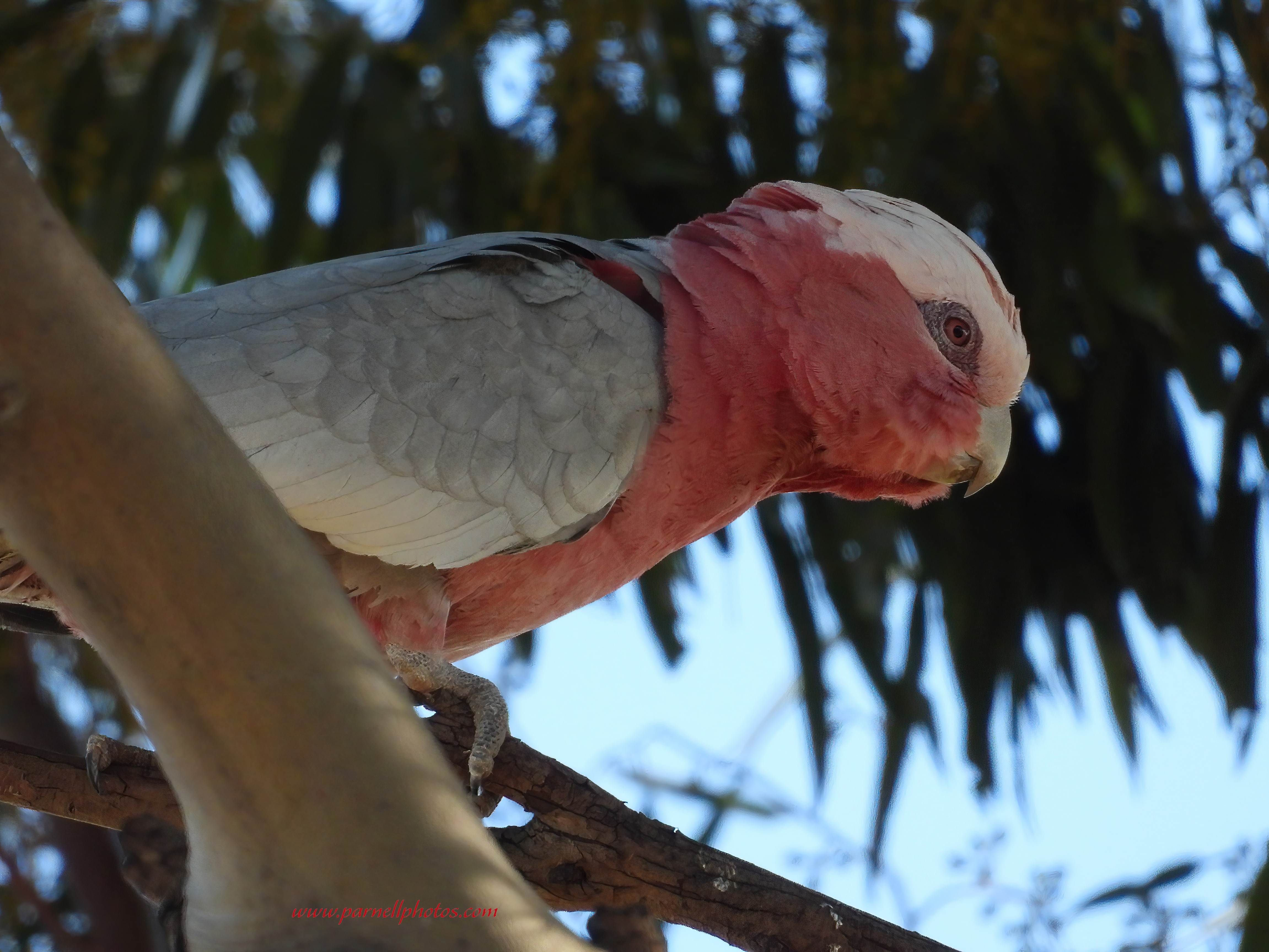 Galah on Branch