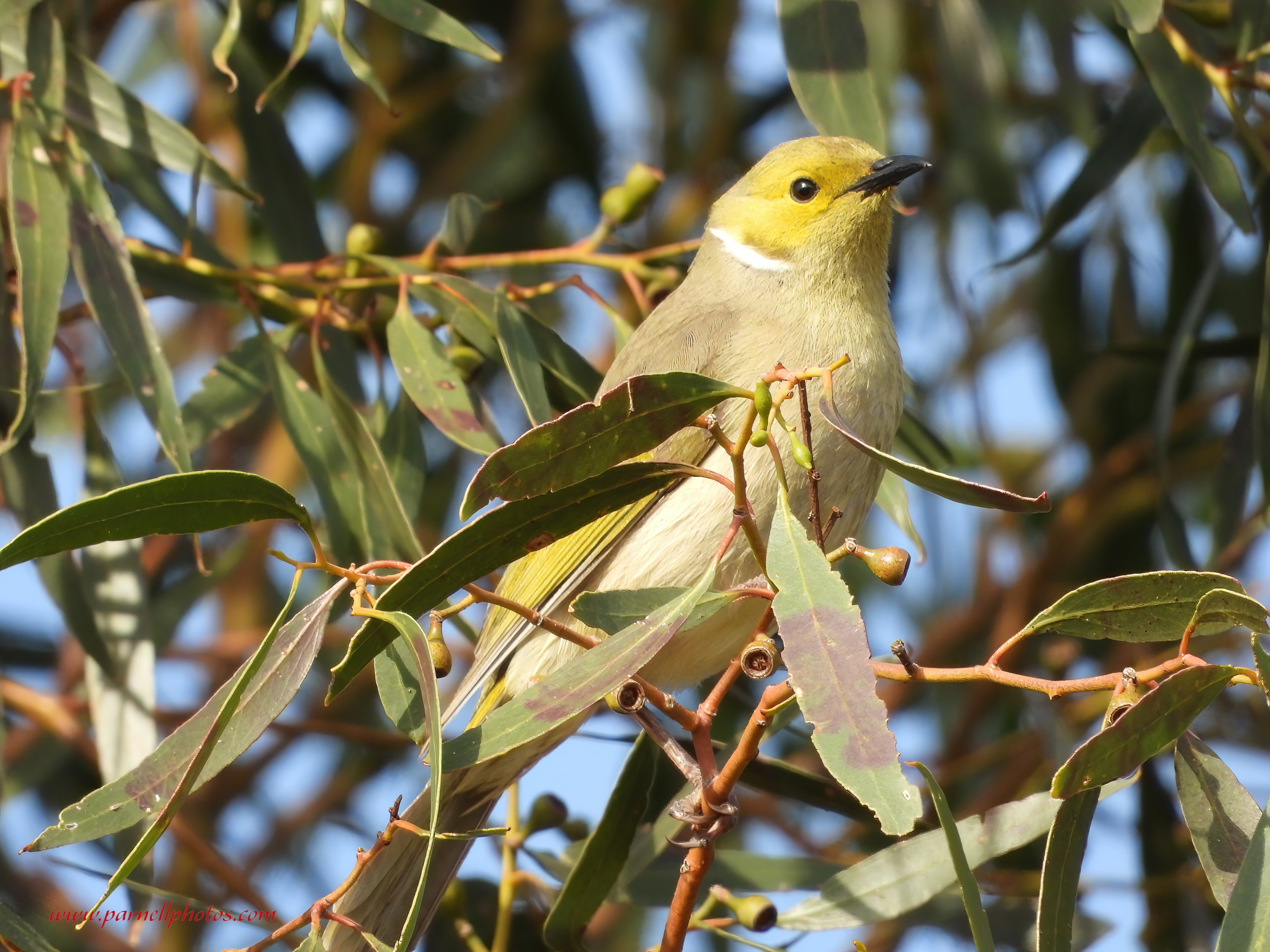 Hello White-plumed Honeyeater 