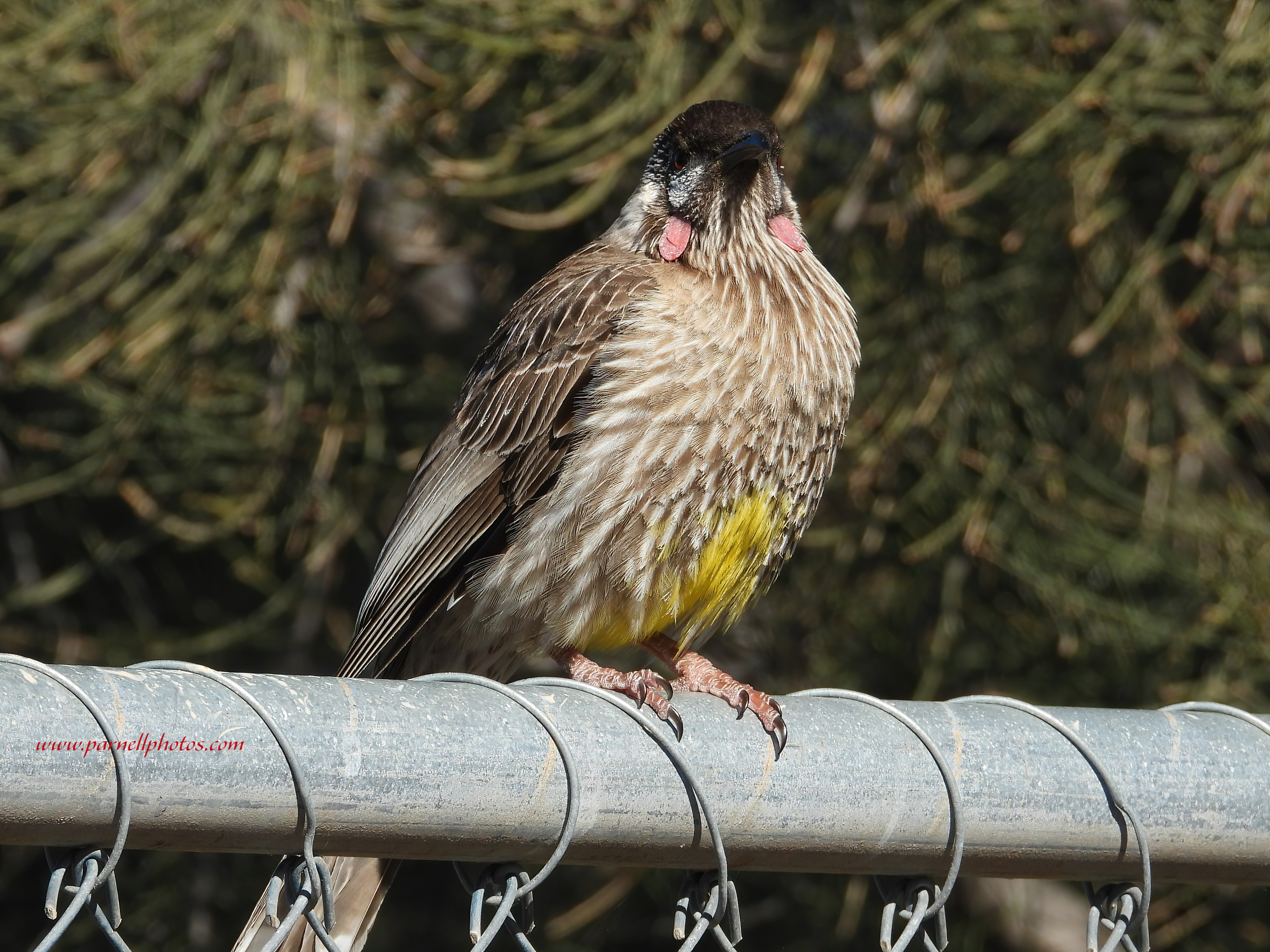 Hey There Red Wattlebird