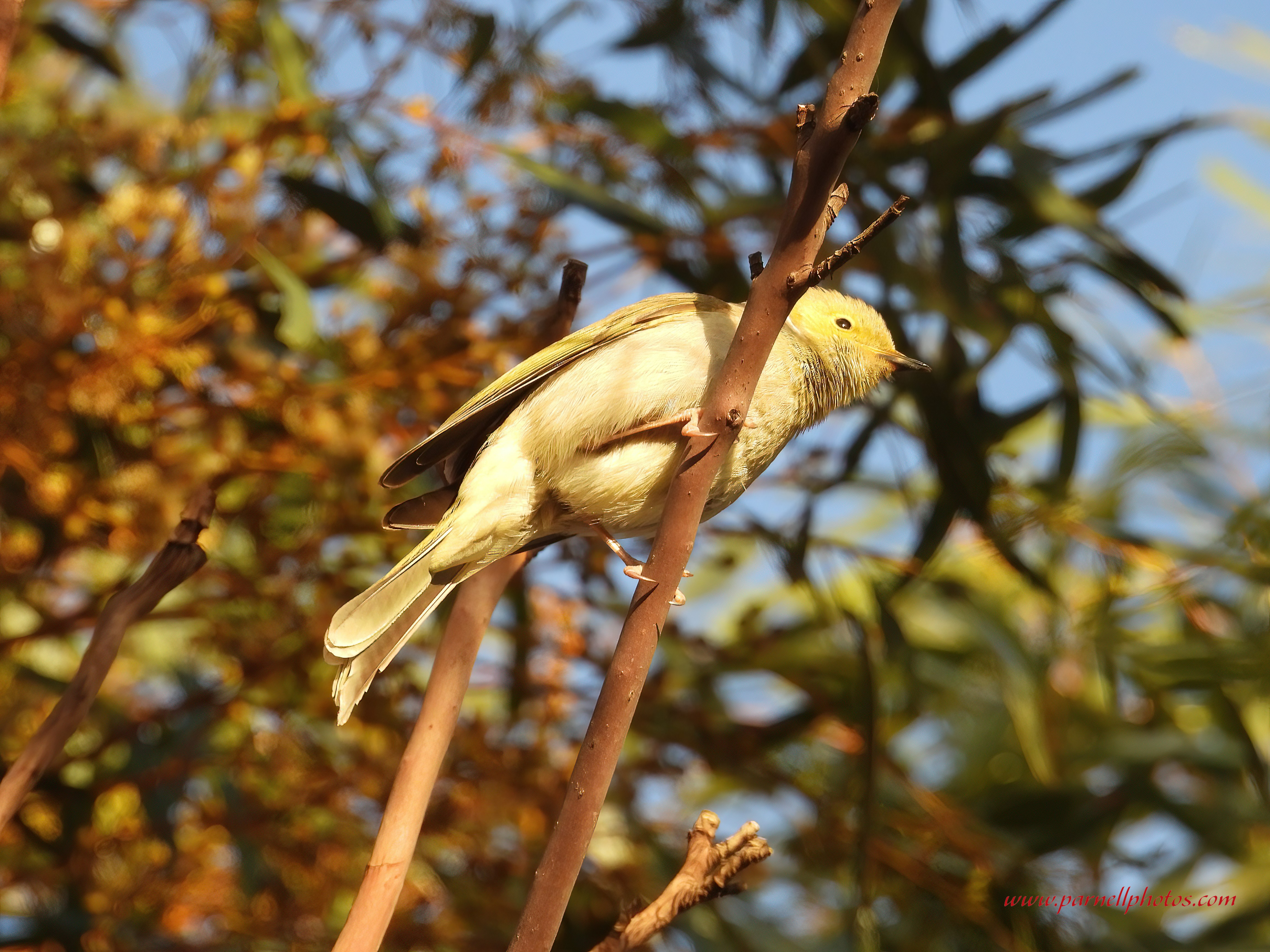 Hold On White-plumed Honeyeater