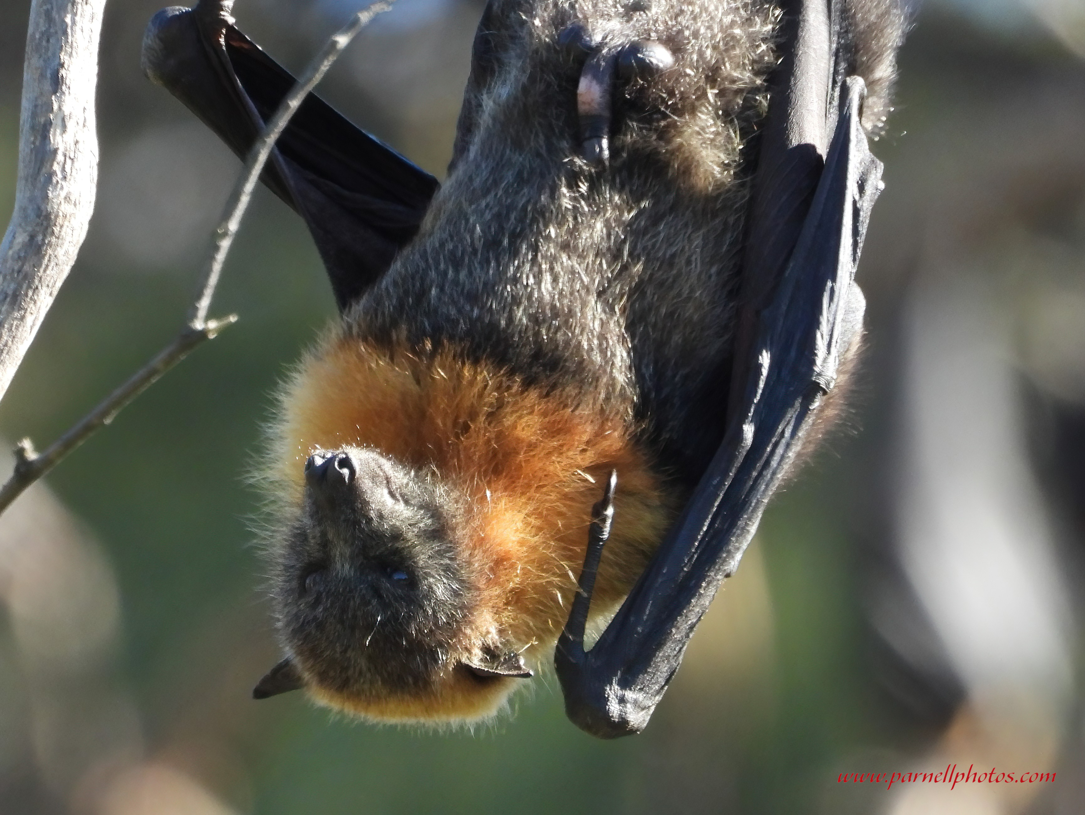 Male Flying Fox Close-up