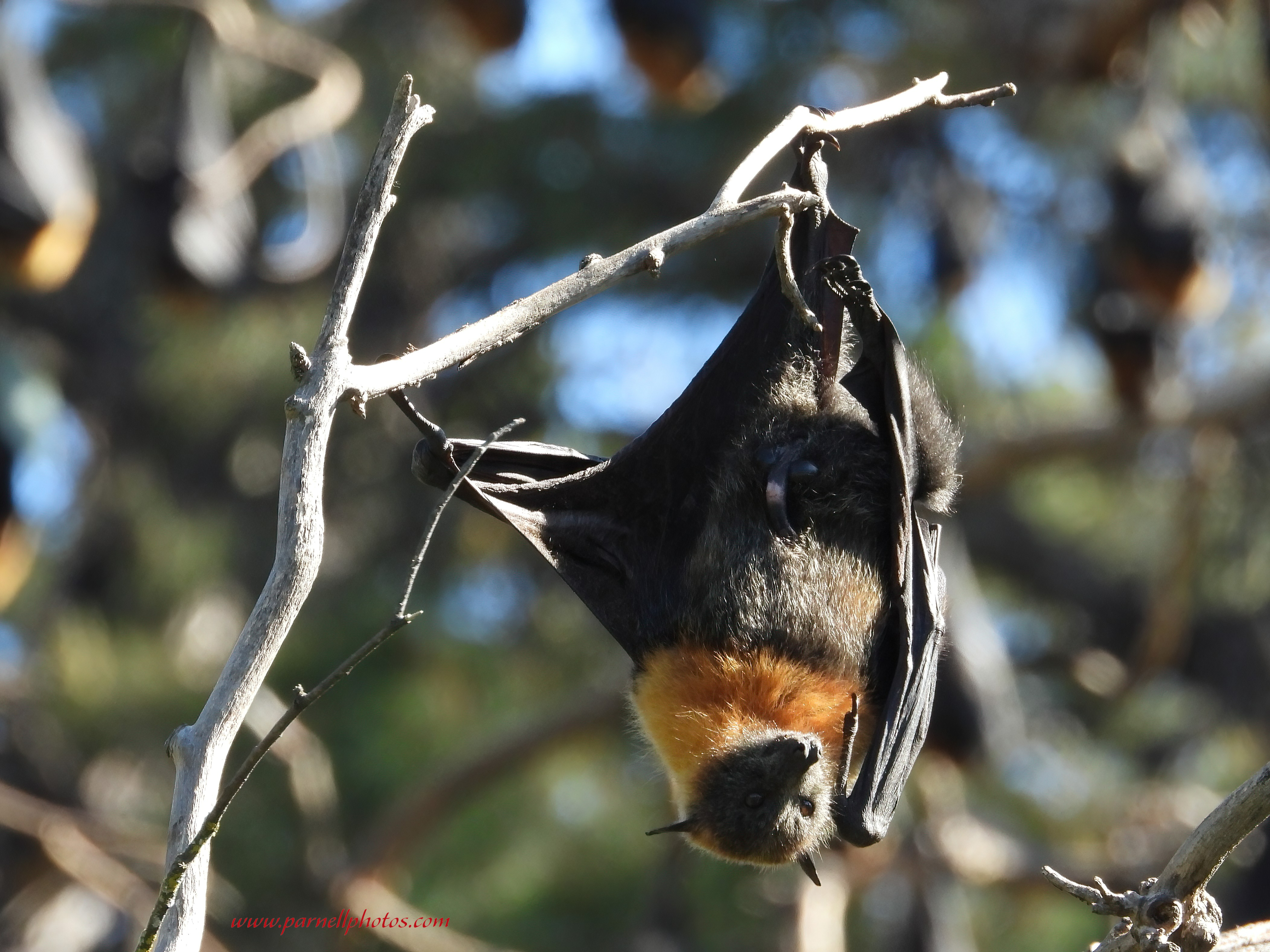 Male Flying Fox