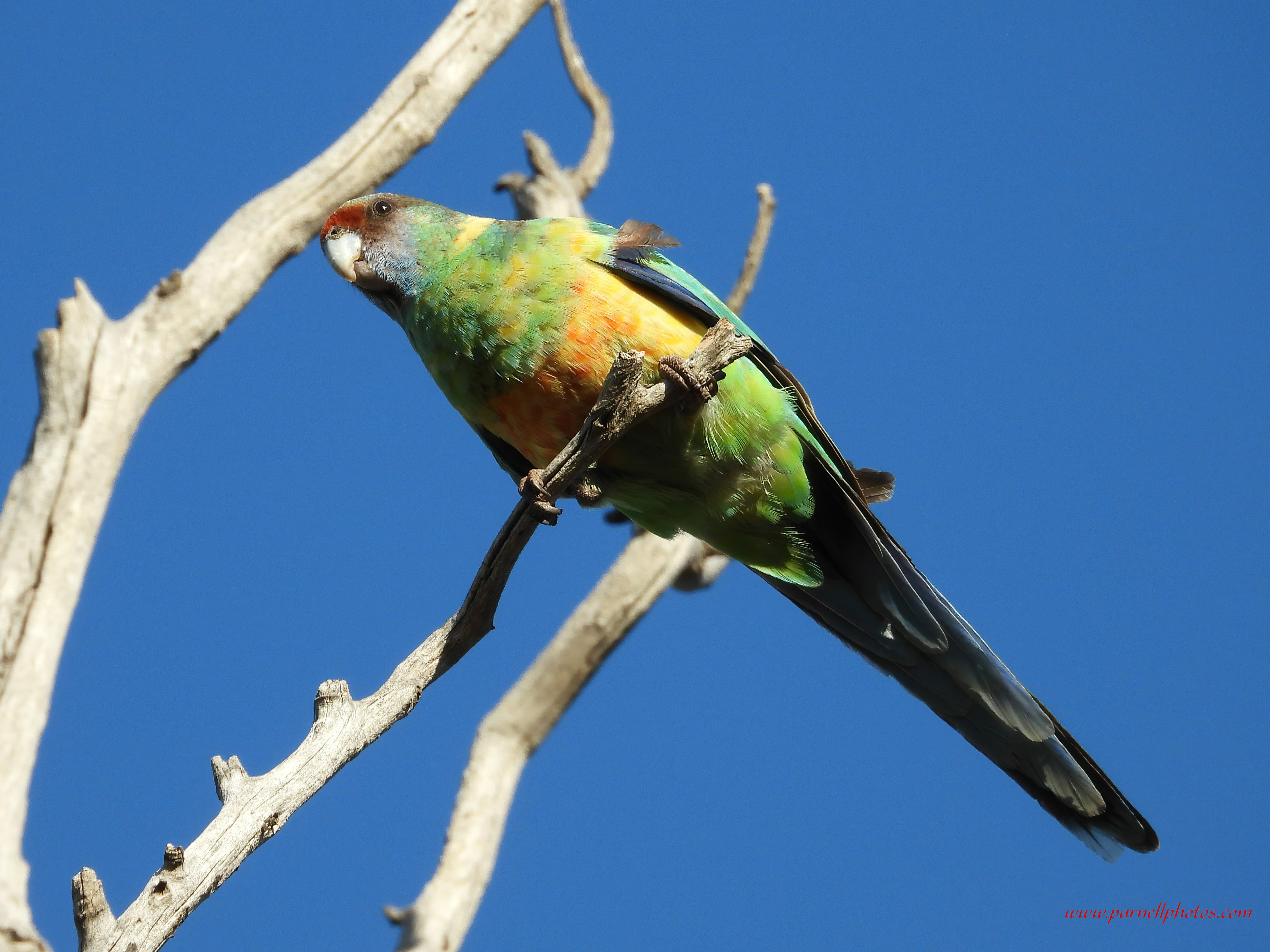 Mallee Ringneck Nelshaby