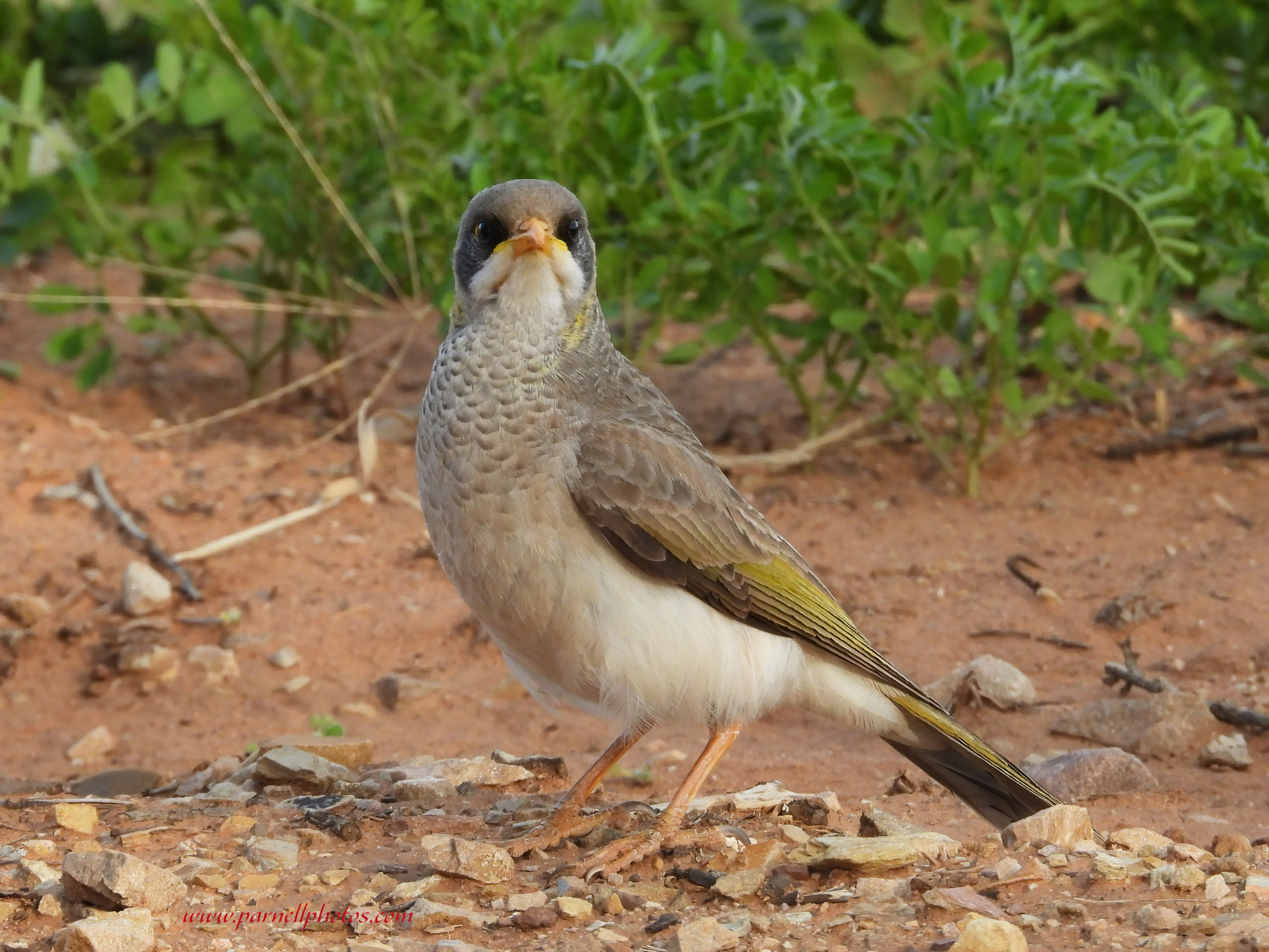 Miner Bird Attitude