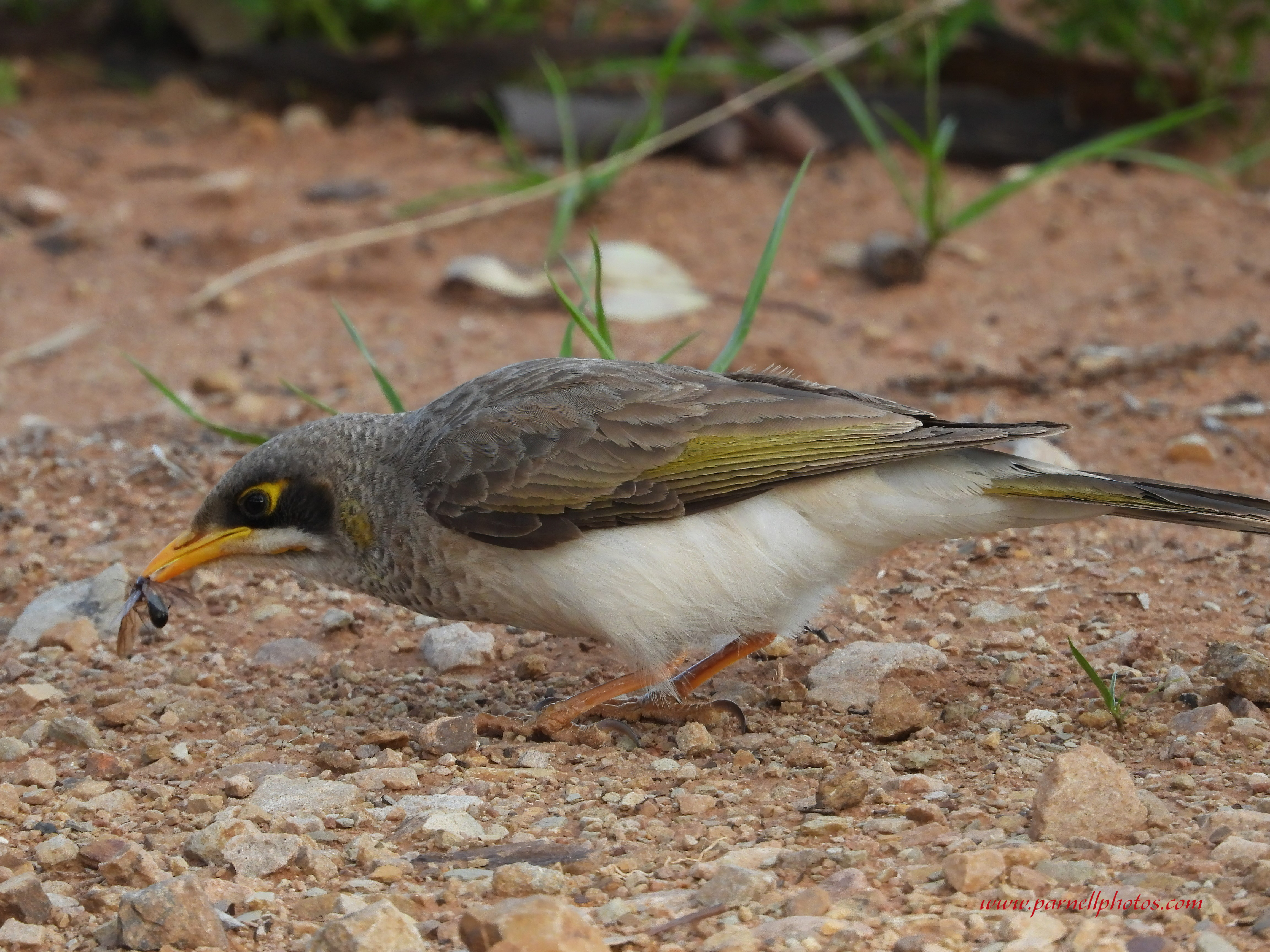 Miner Bird Tucker