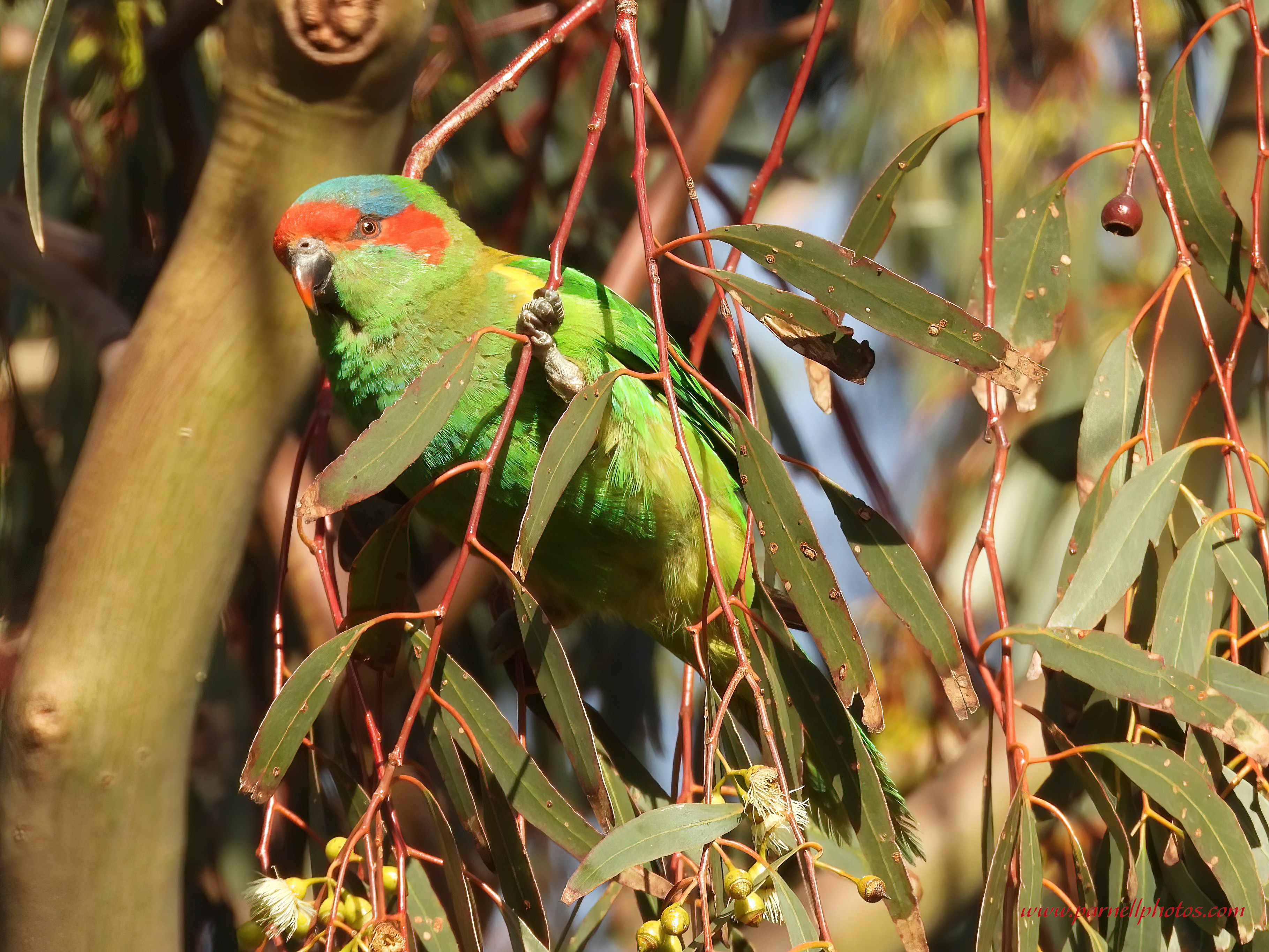 More Musk Lorikeet