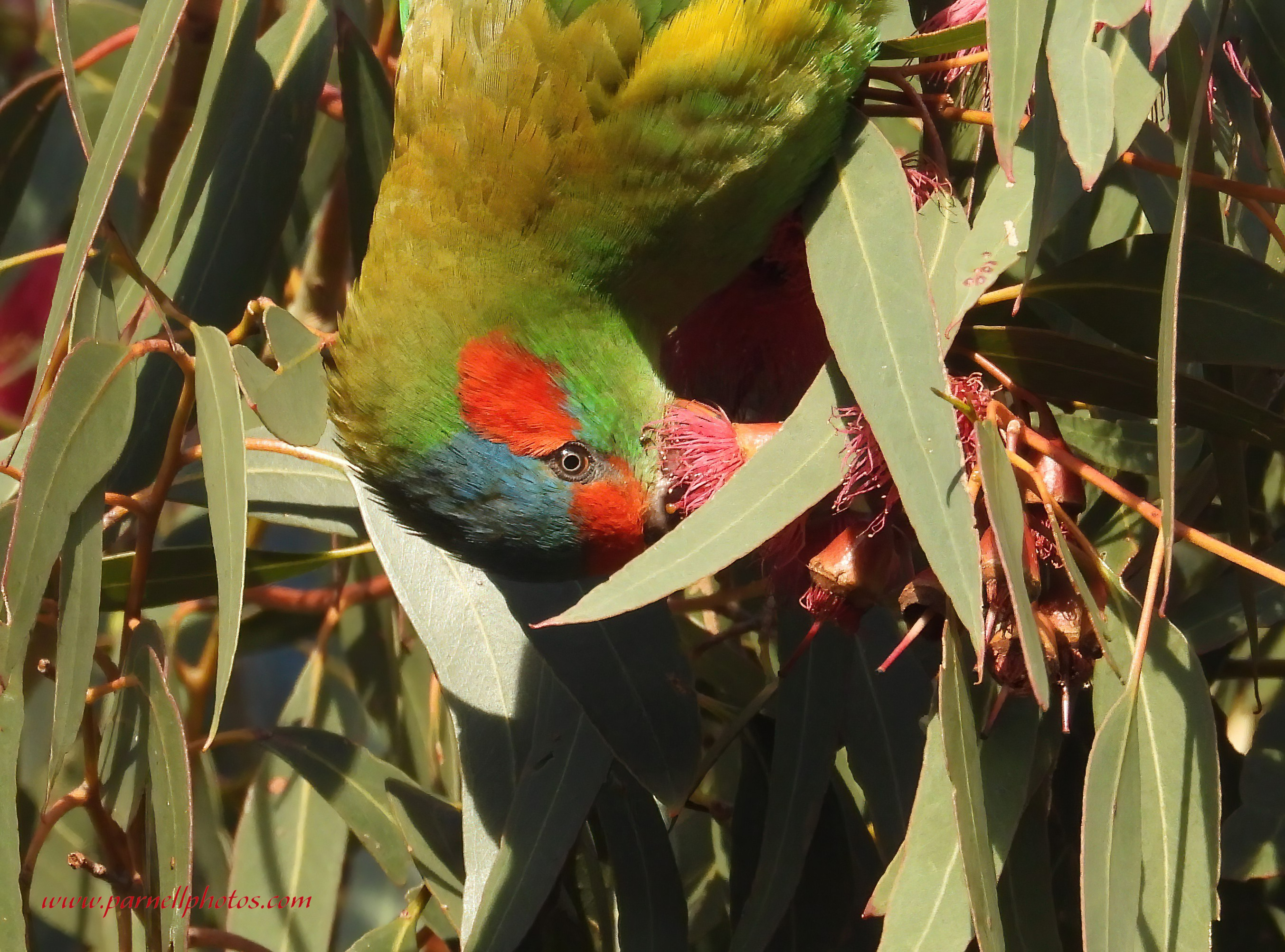 Musk Lorikeet Enjoying Pollen