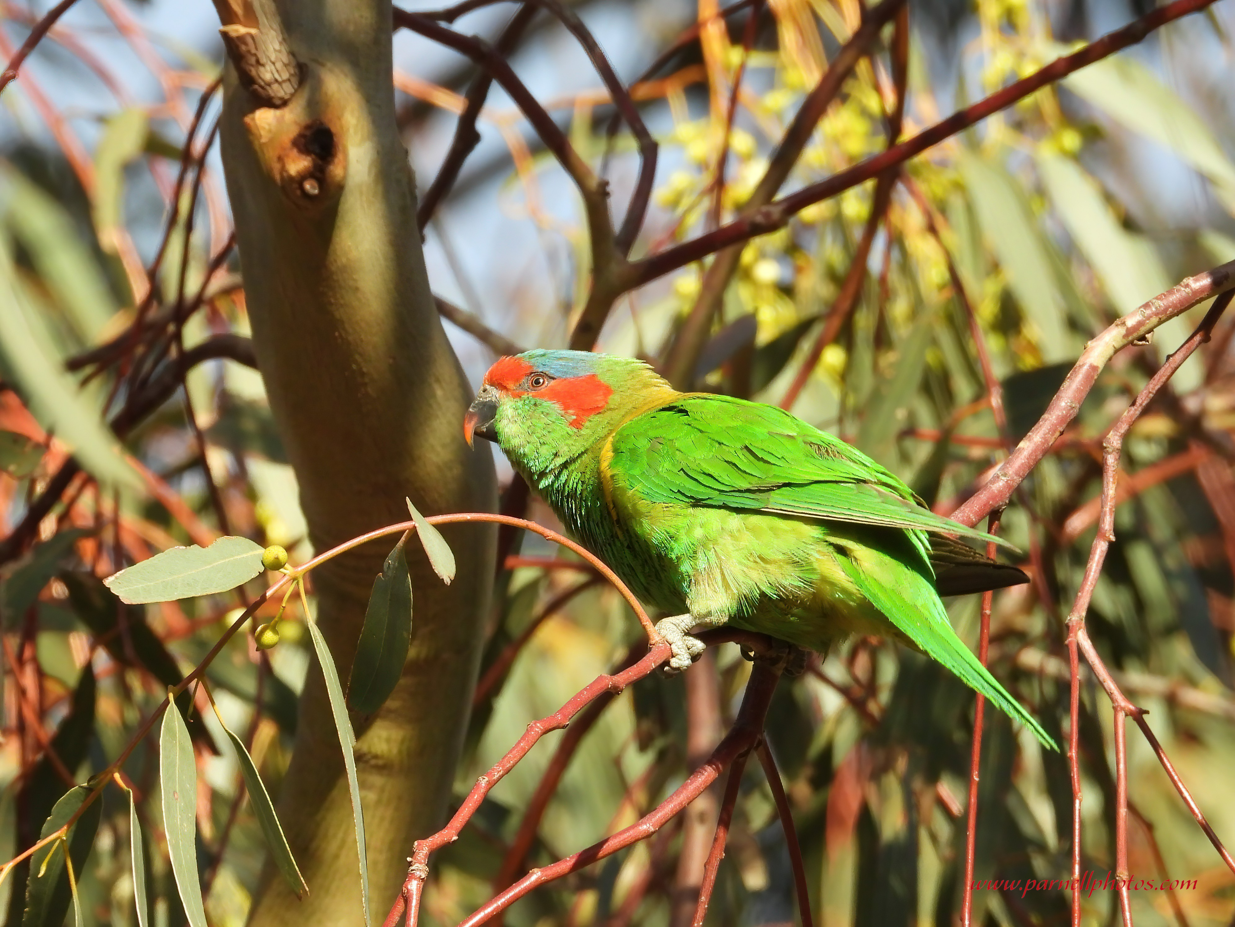 Musk Lorikeet Holding On