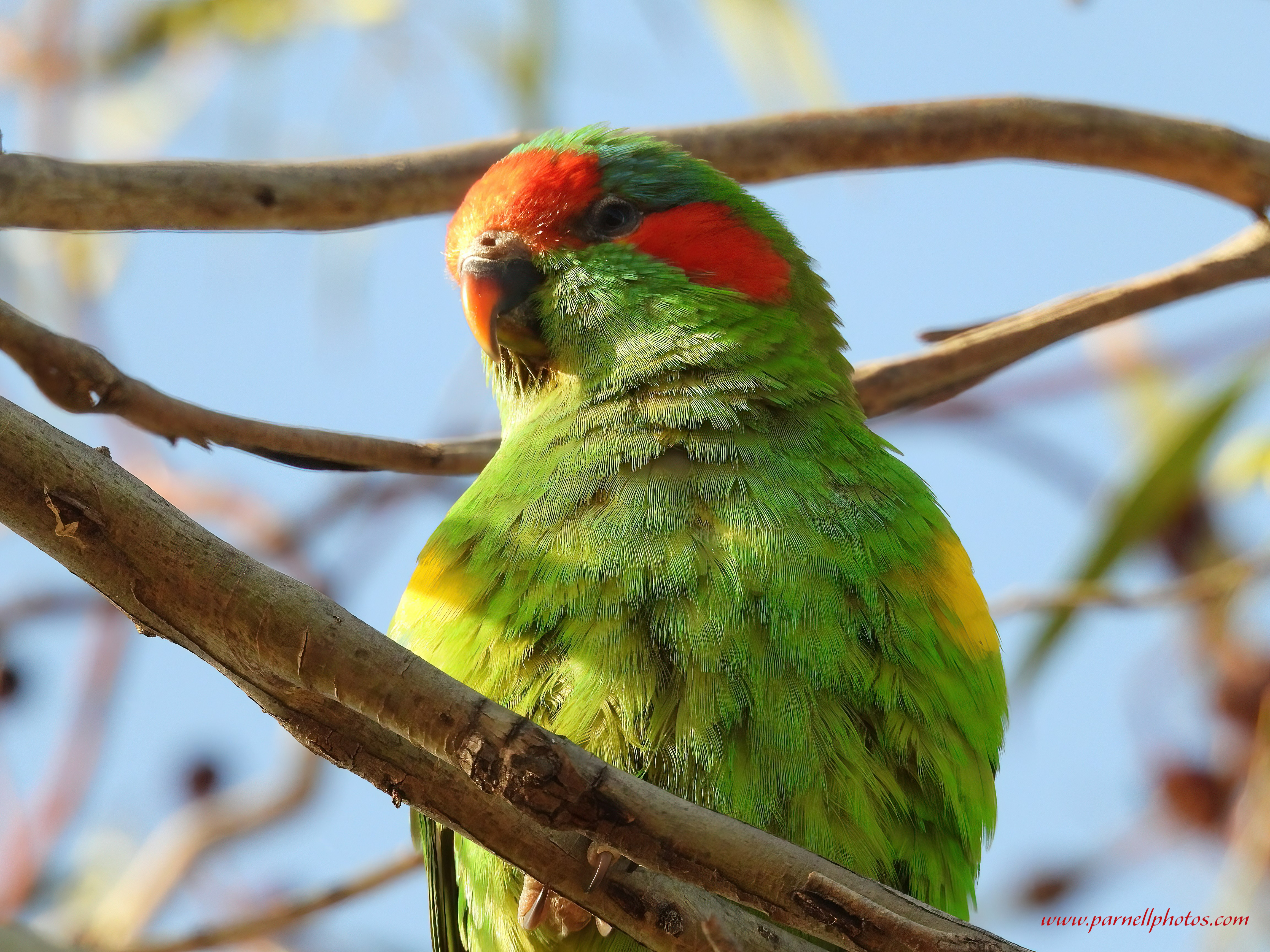 Musk Lorikeet Zoom In