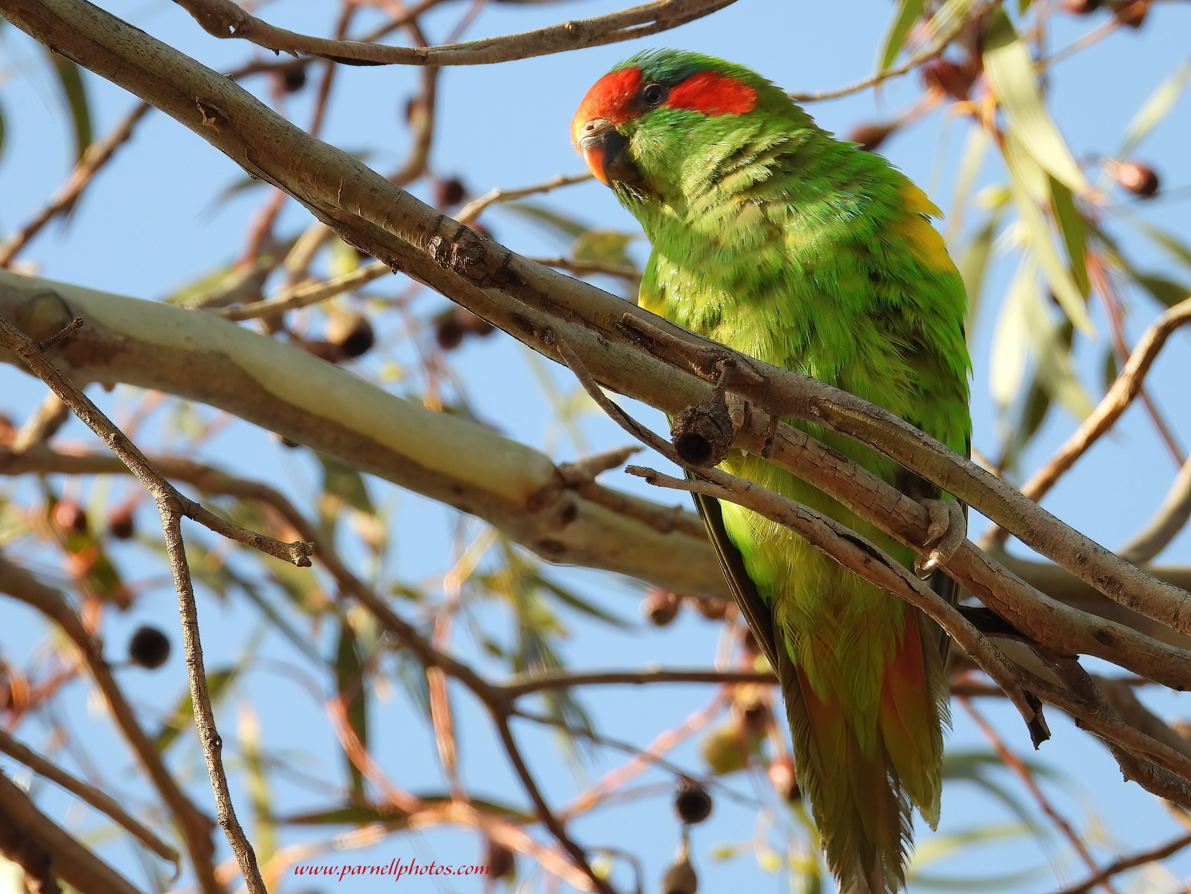 Musk Lorikeet on Branch