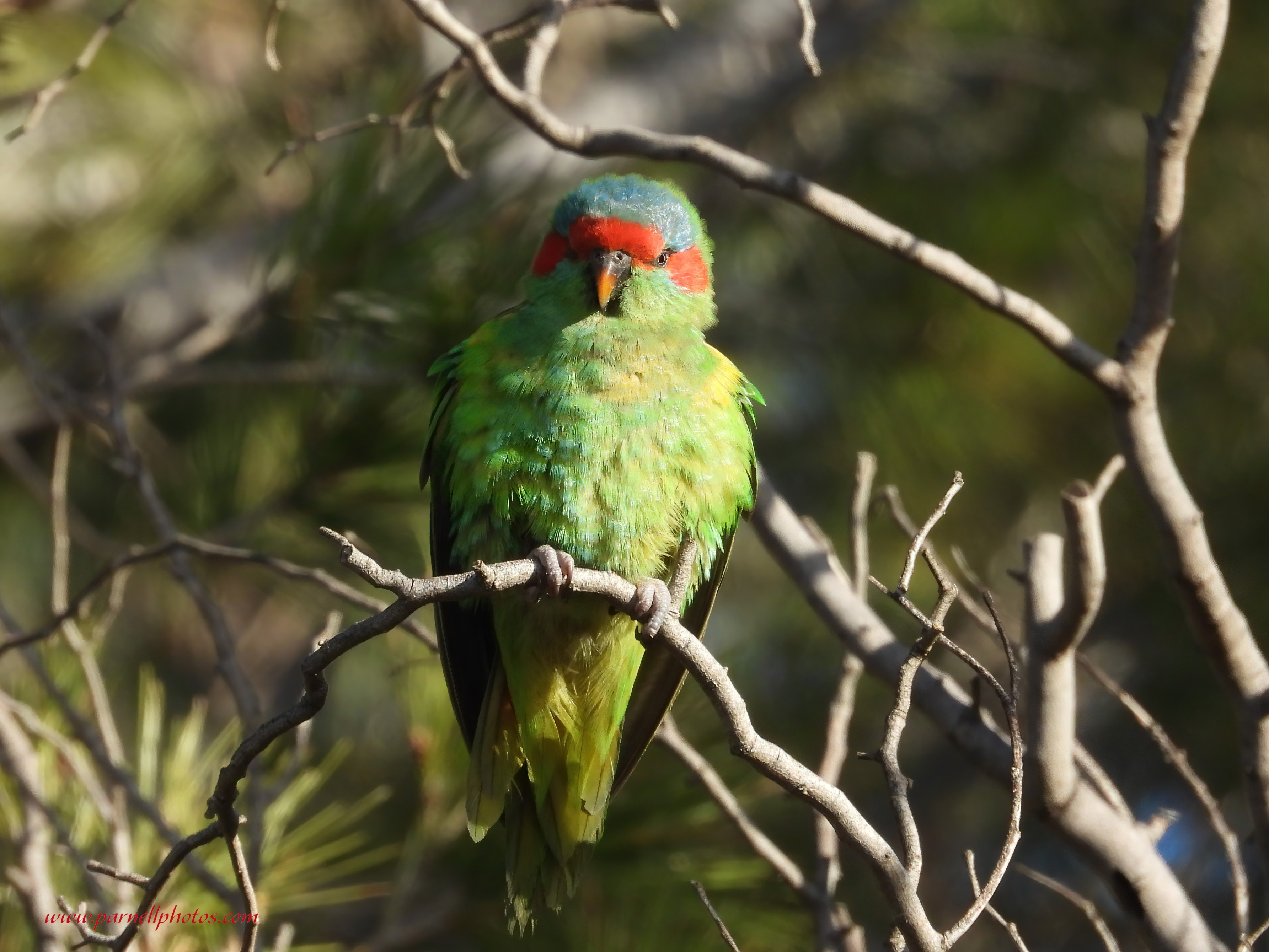 Musk Lorikeet On Limb