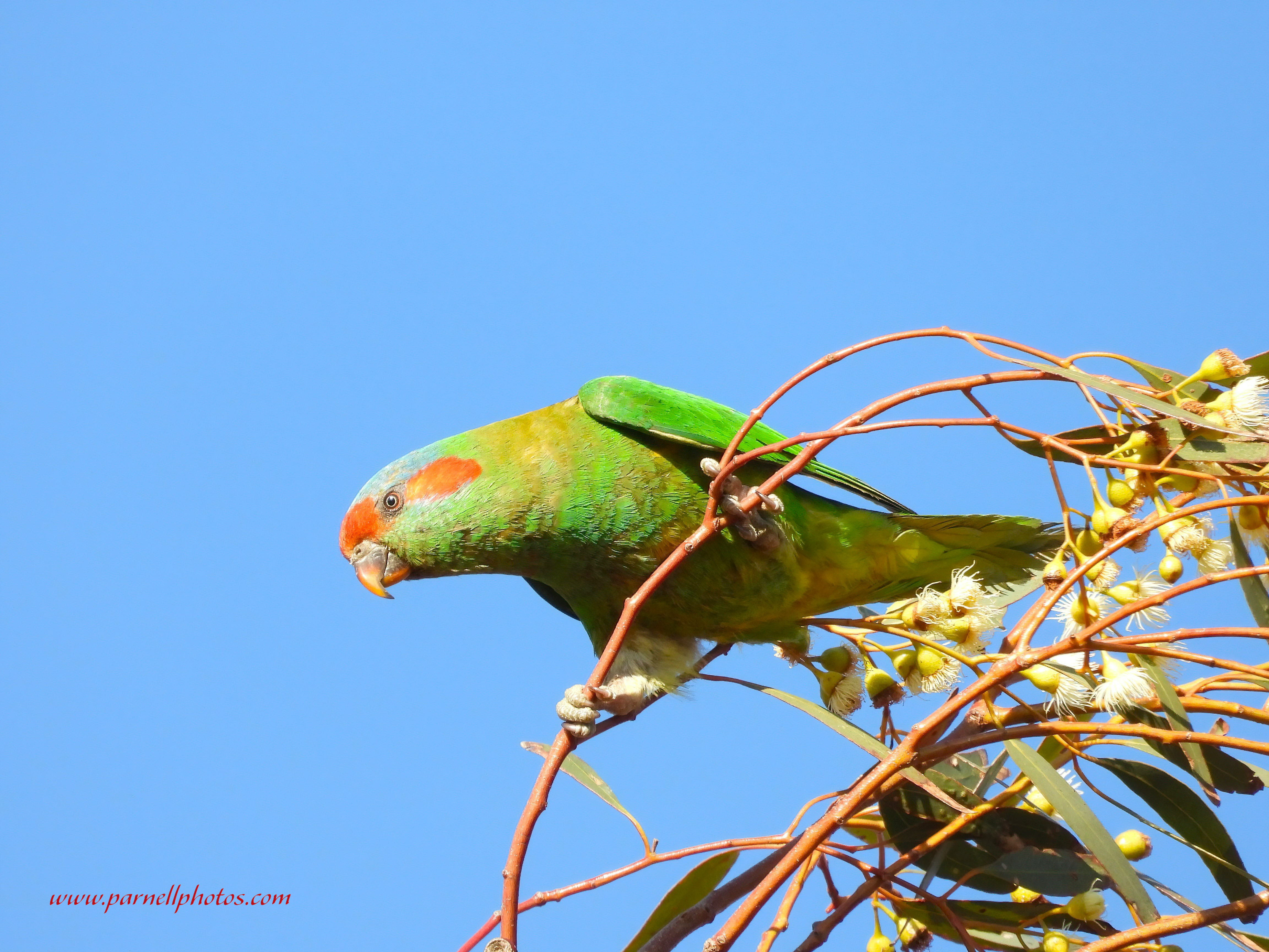 Musk Lorikeet on Top