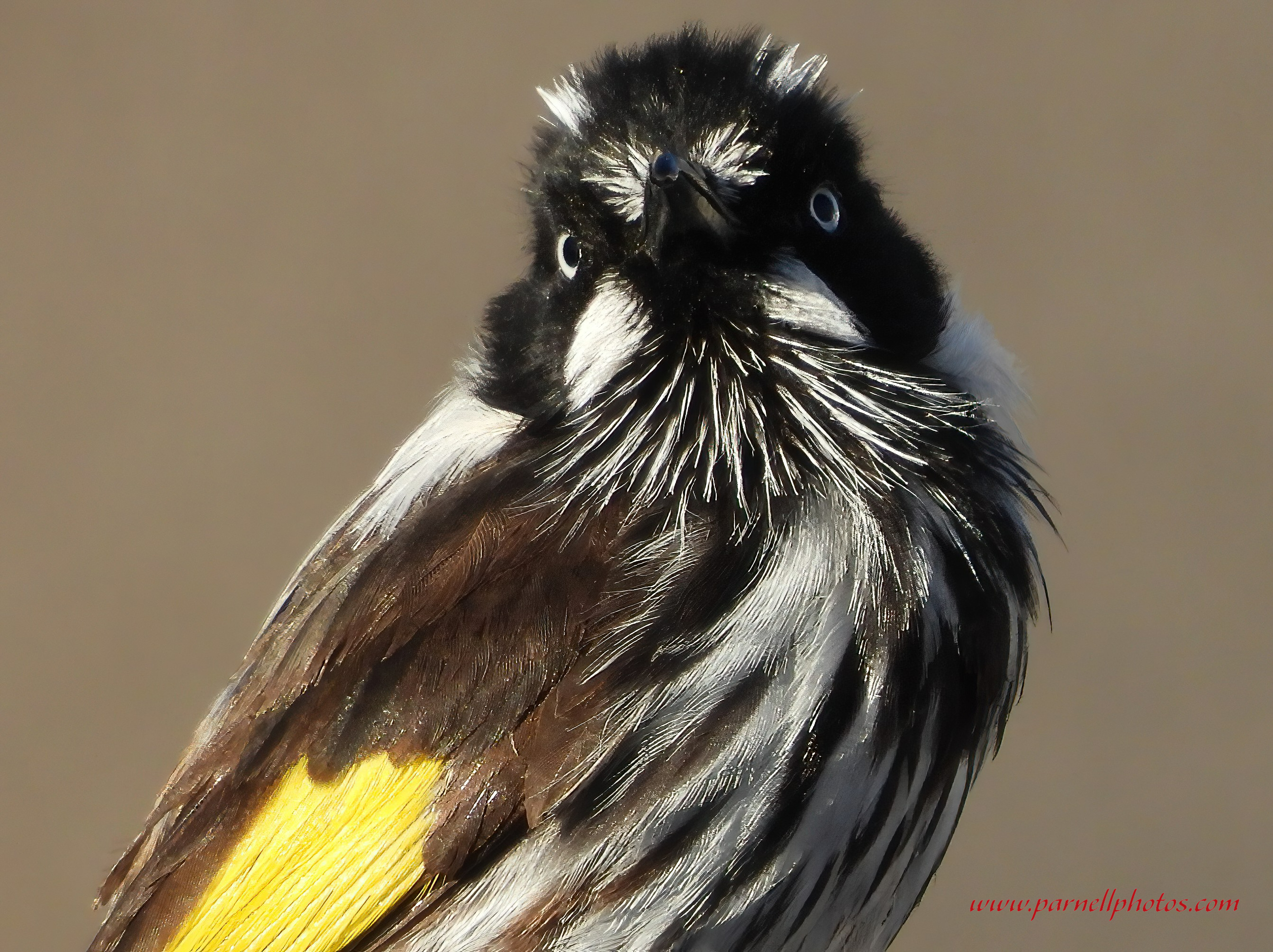 New Holland Honeyeater Close-up