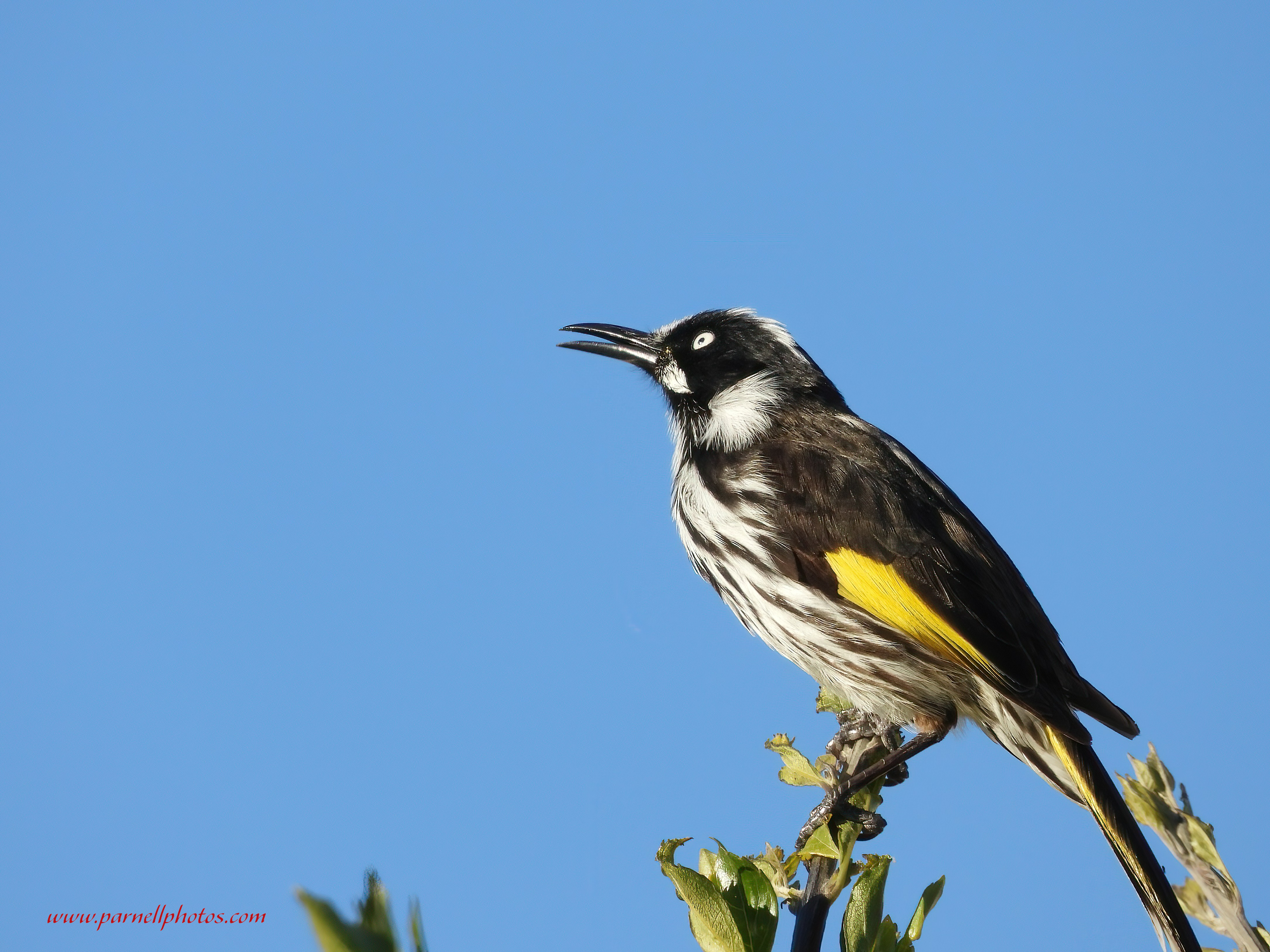 New Holland Honeyeater Singing