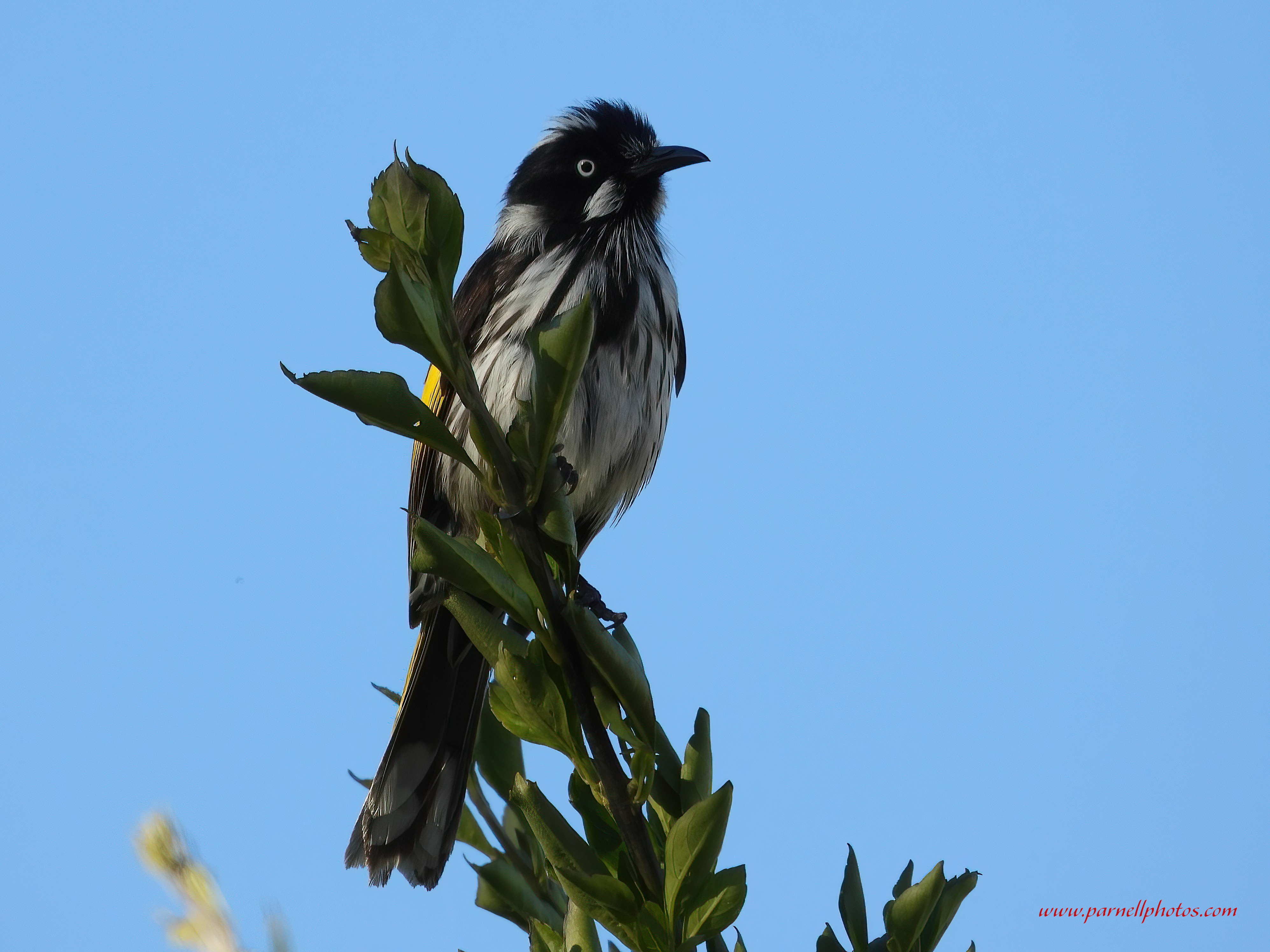 New Holland Honeyeater Up High