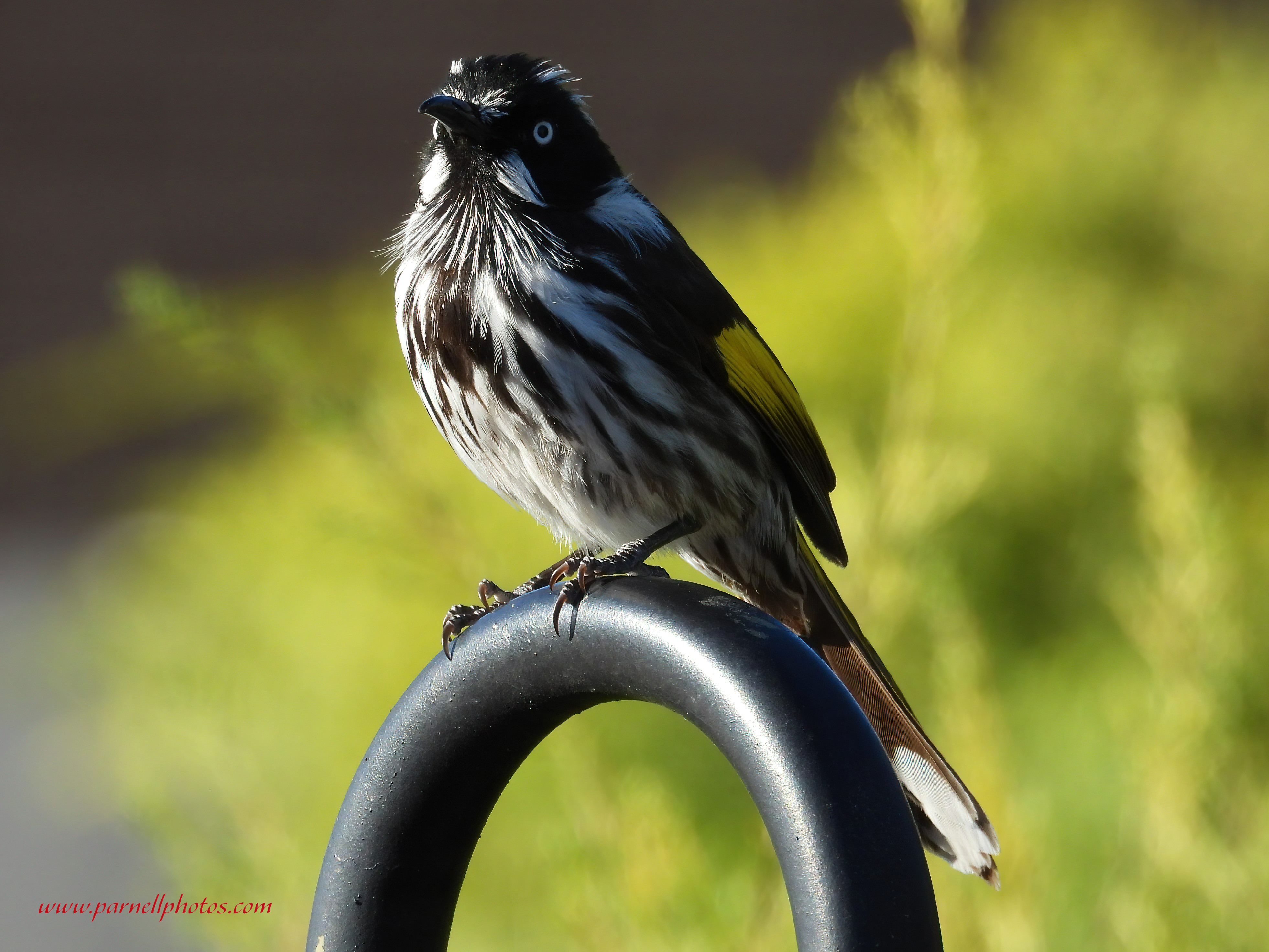 New Holland Honeyeater in Street