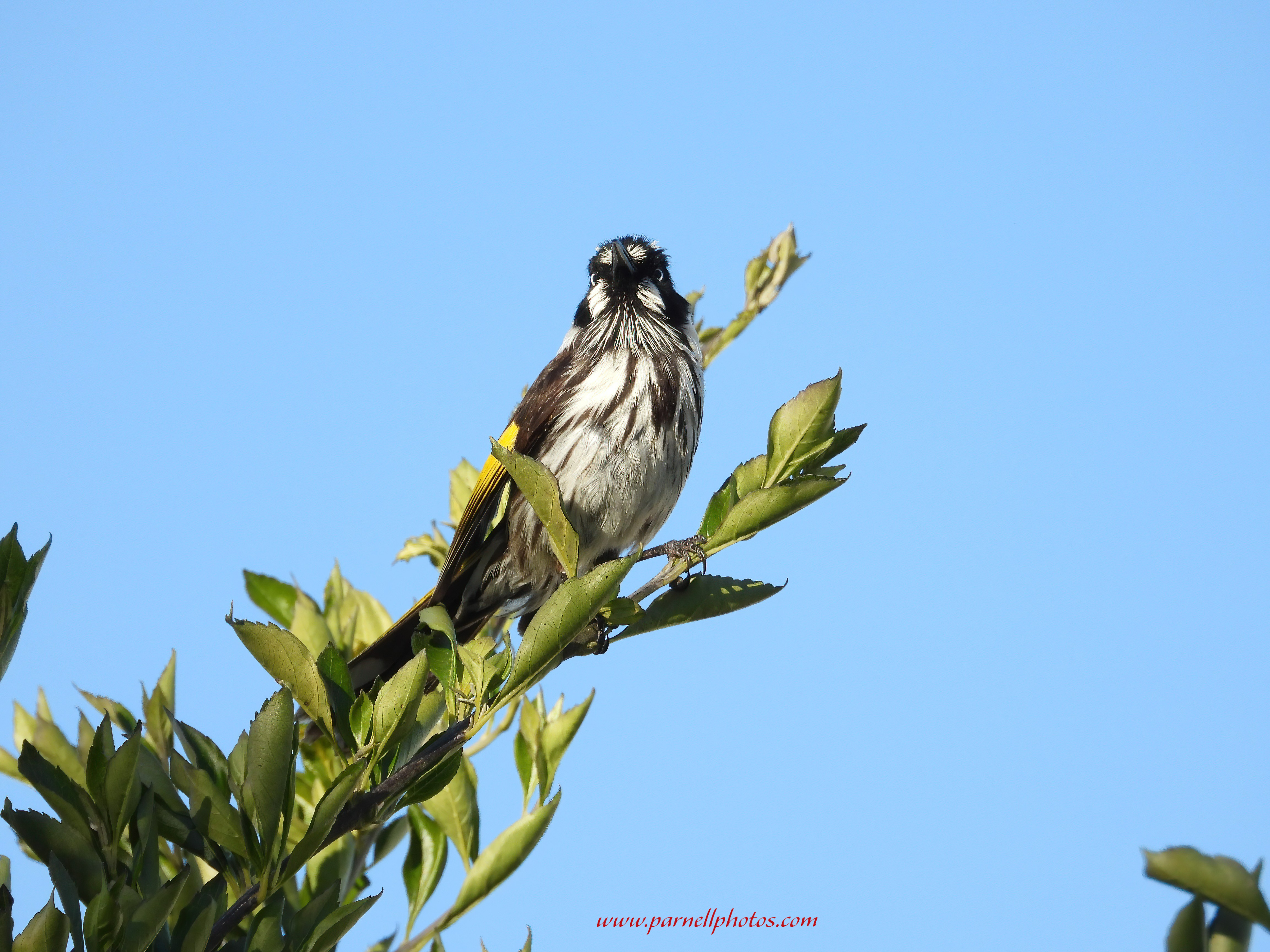 New Holland Honeyeater on Limb