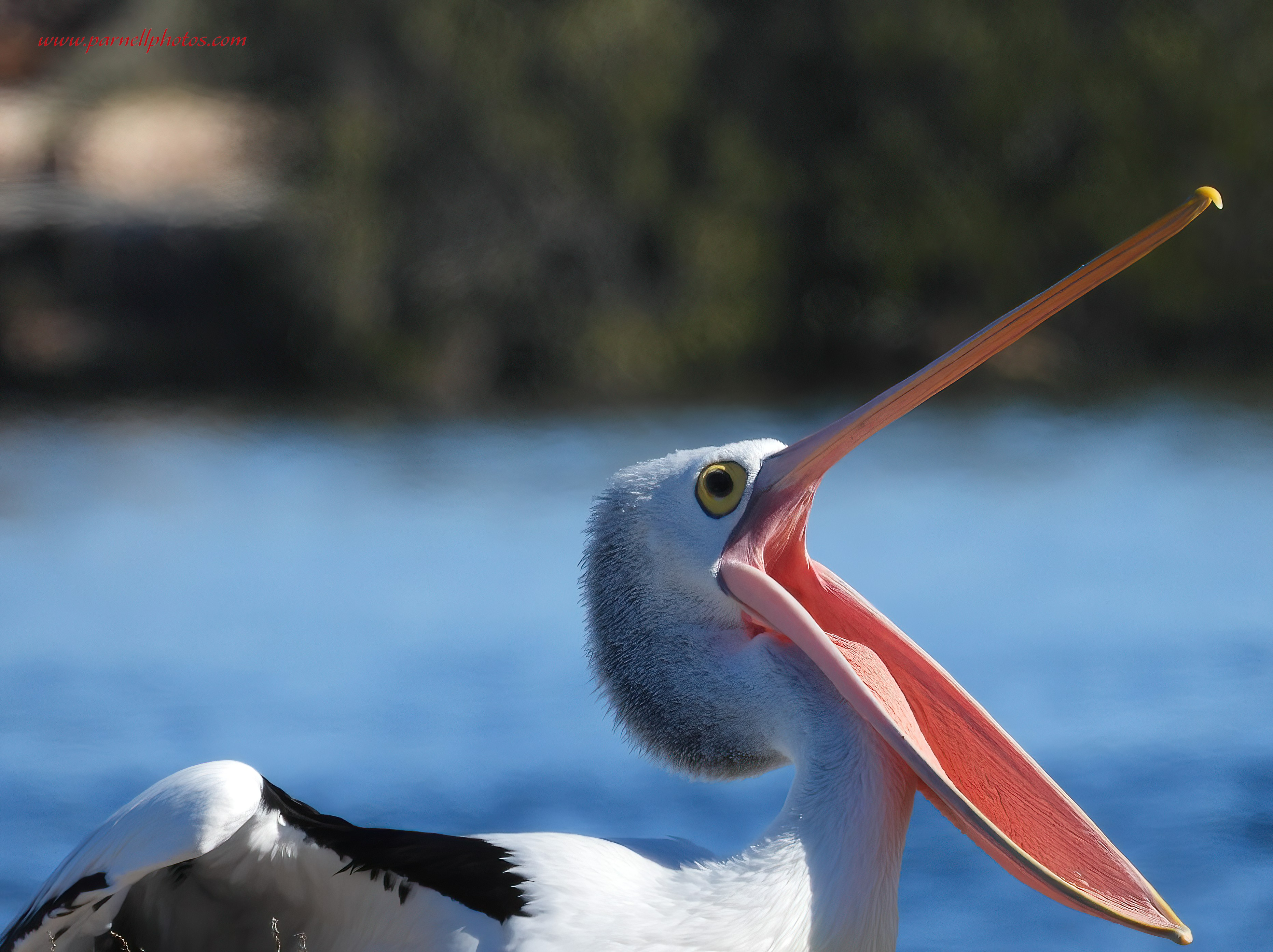 Pelican Mouth