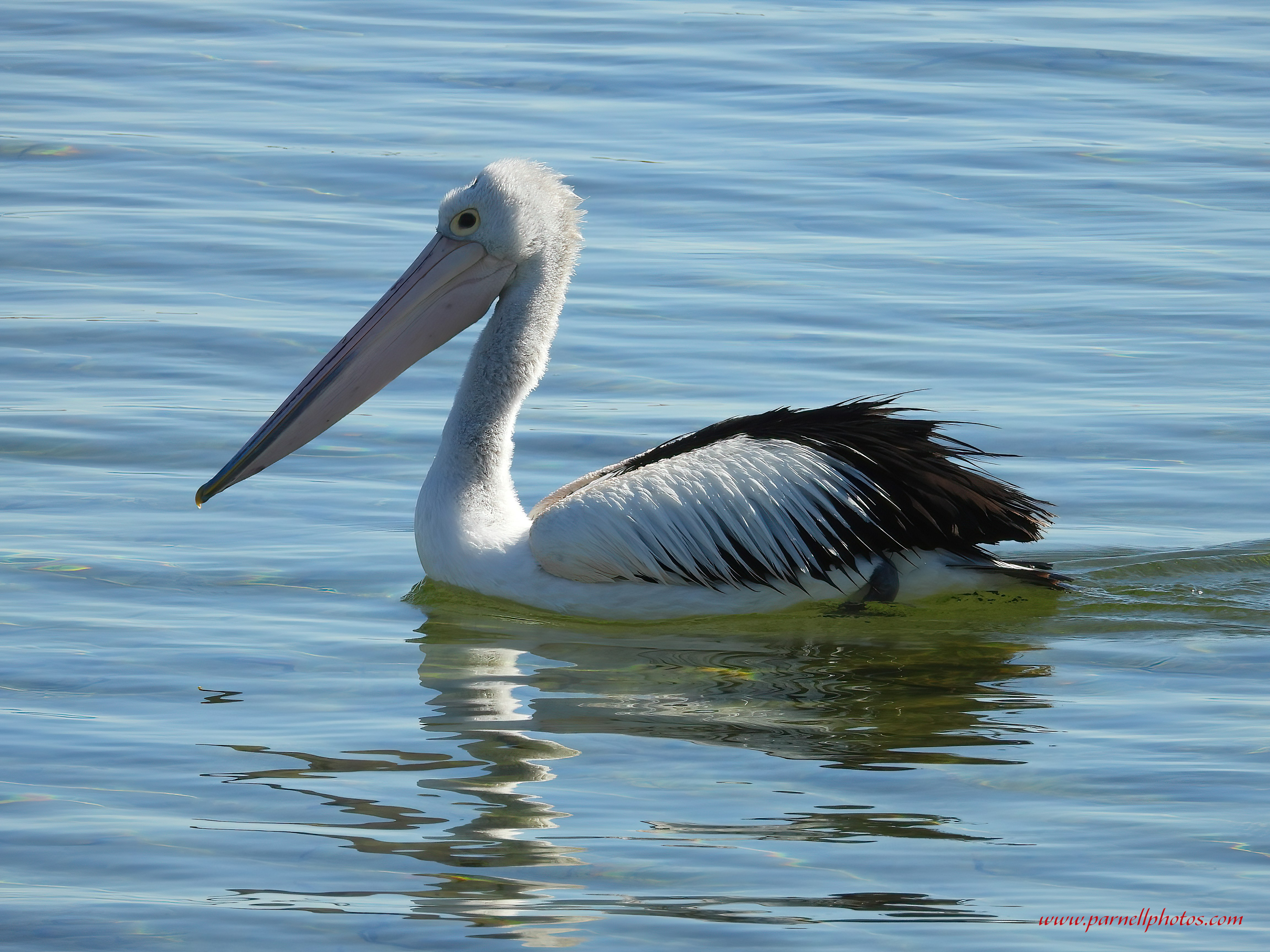 Pelican Swim By