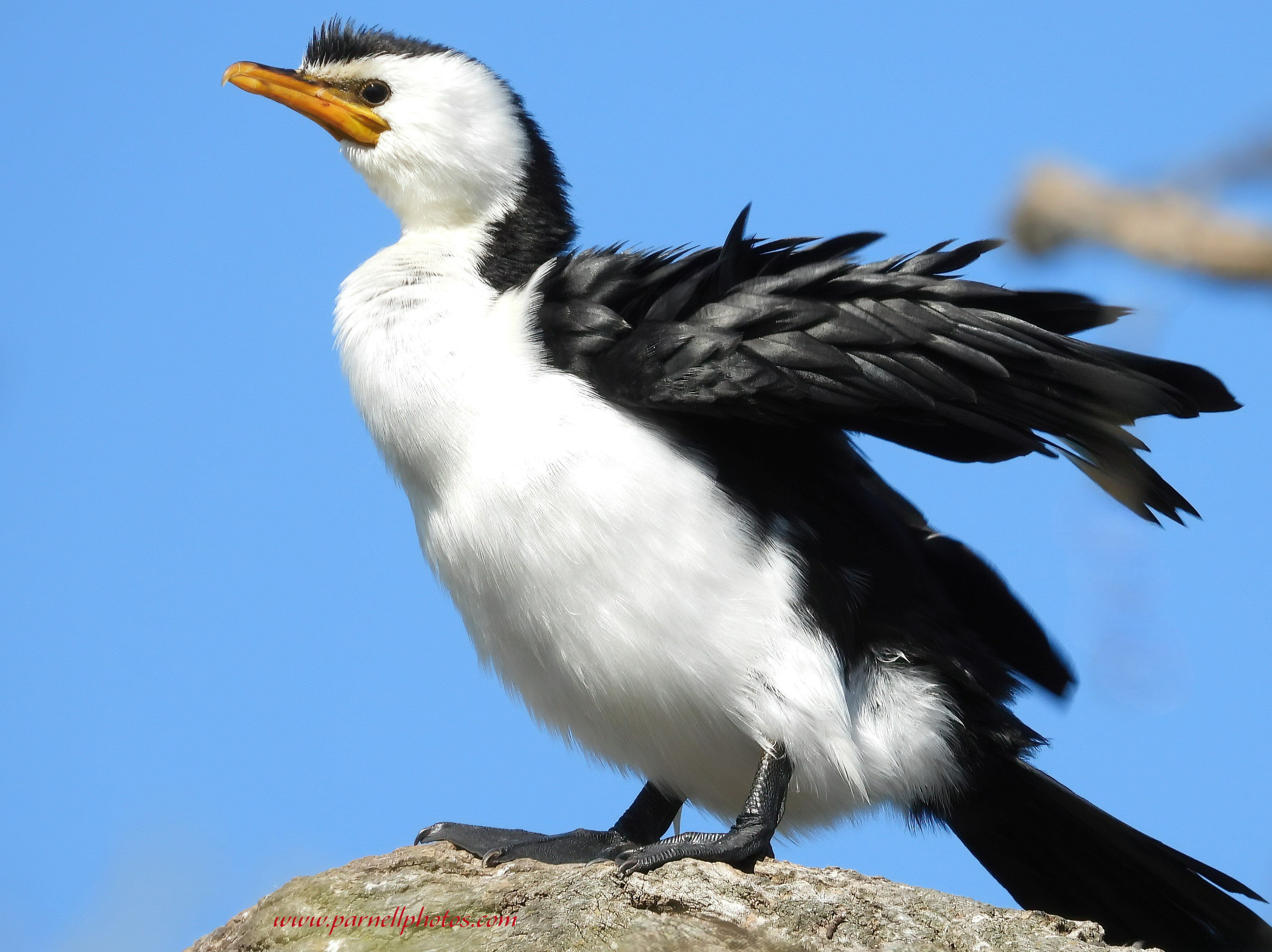 Pied Cormorant on Tree