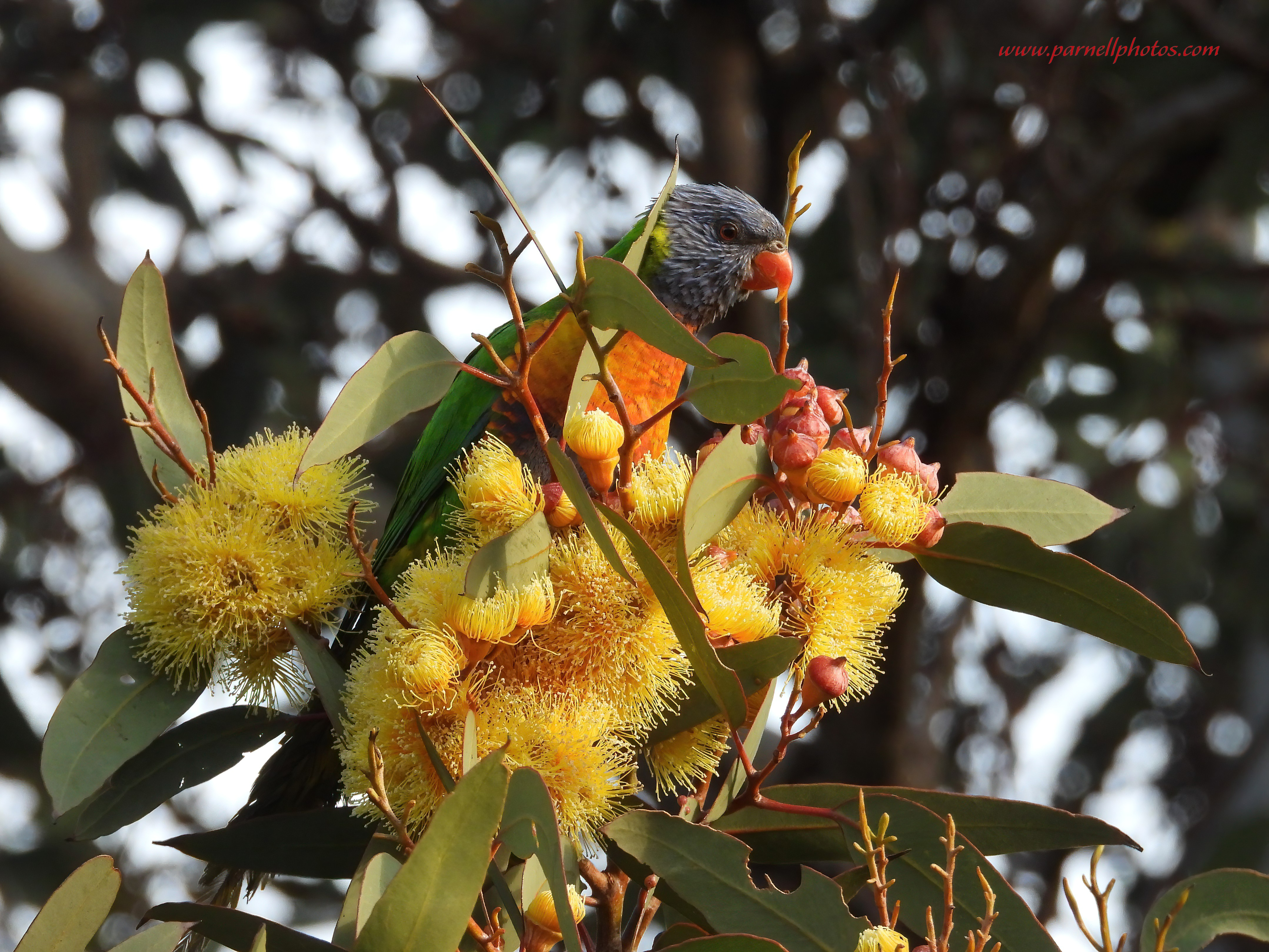 Pretty Rainbow Lorikeet