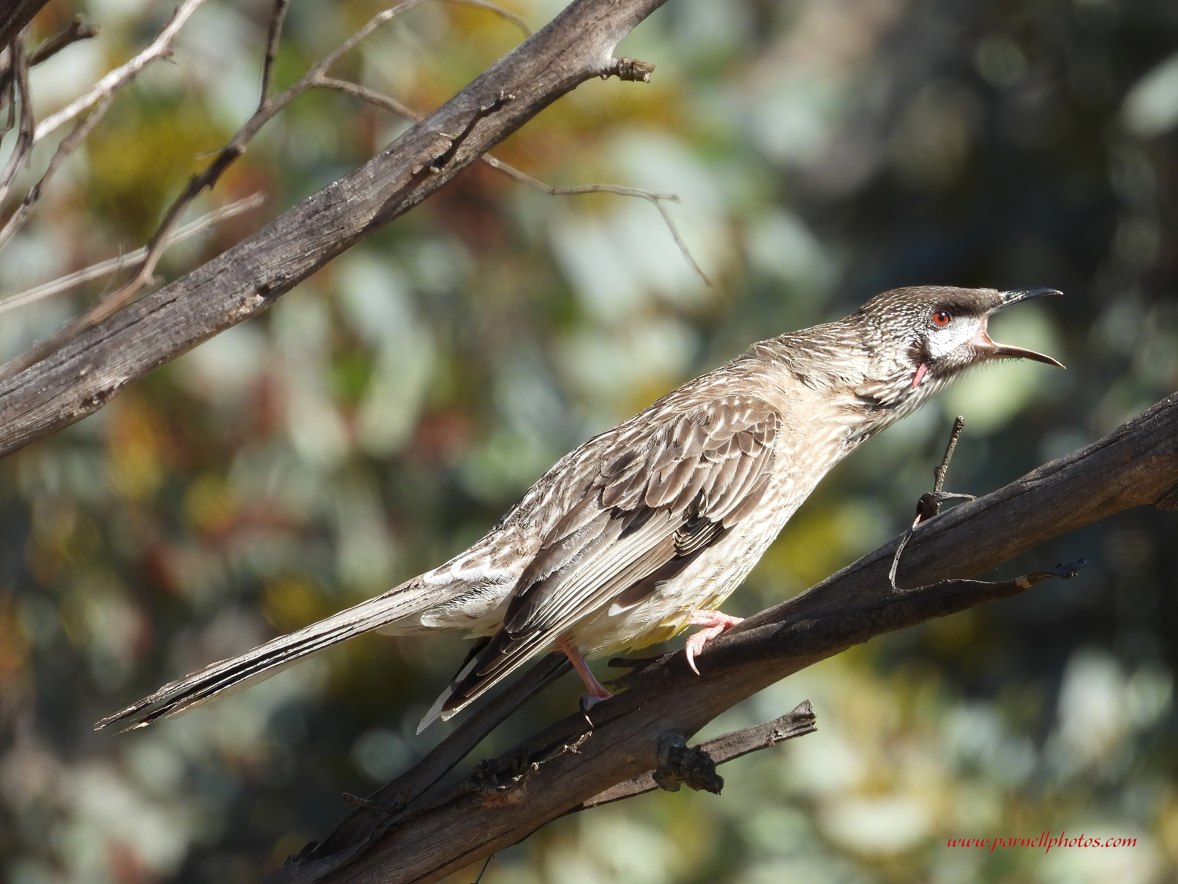 Red Wattlebird Singing