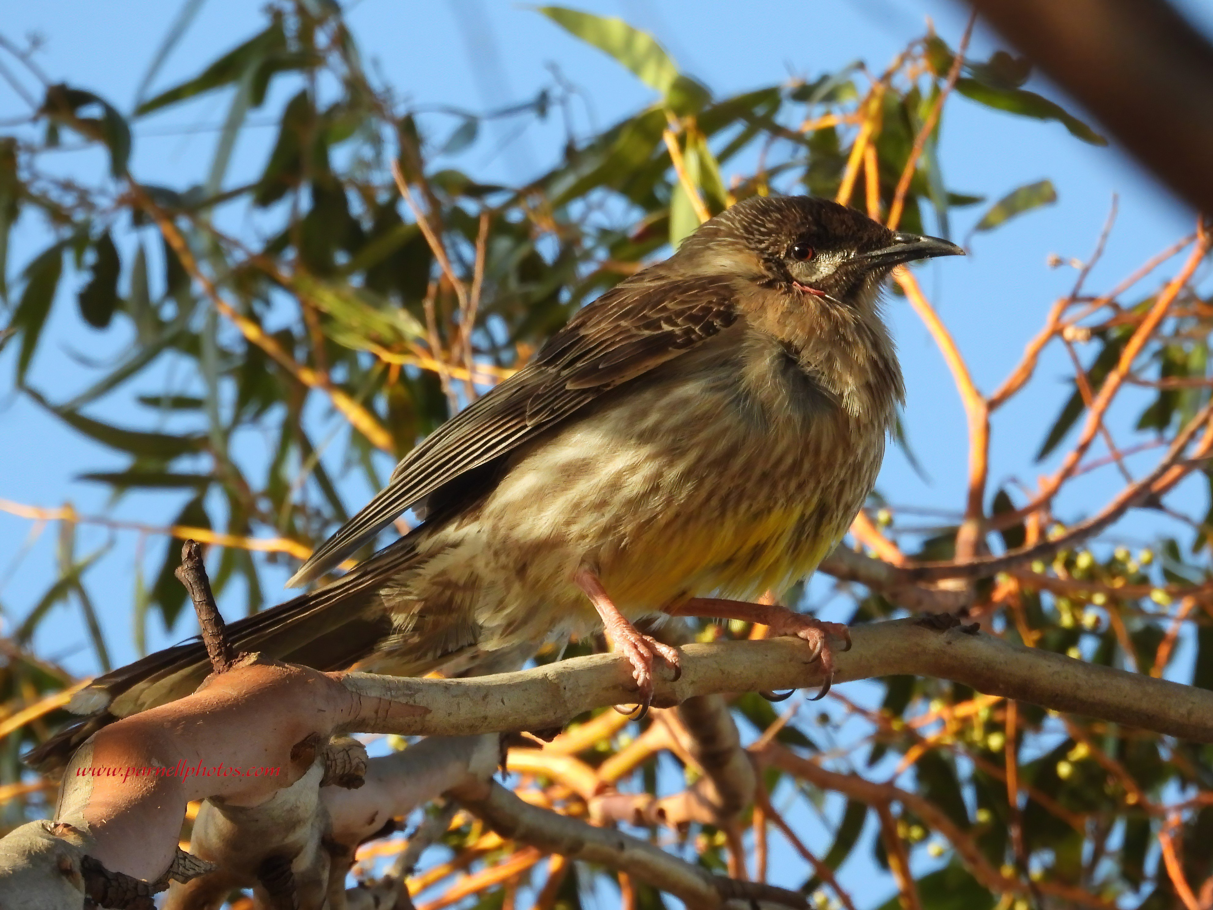 Red Wattlebird in Tall Tree