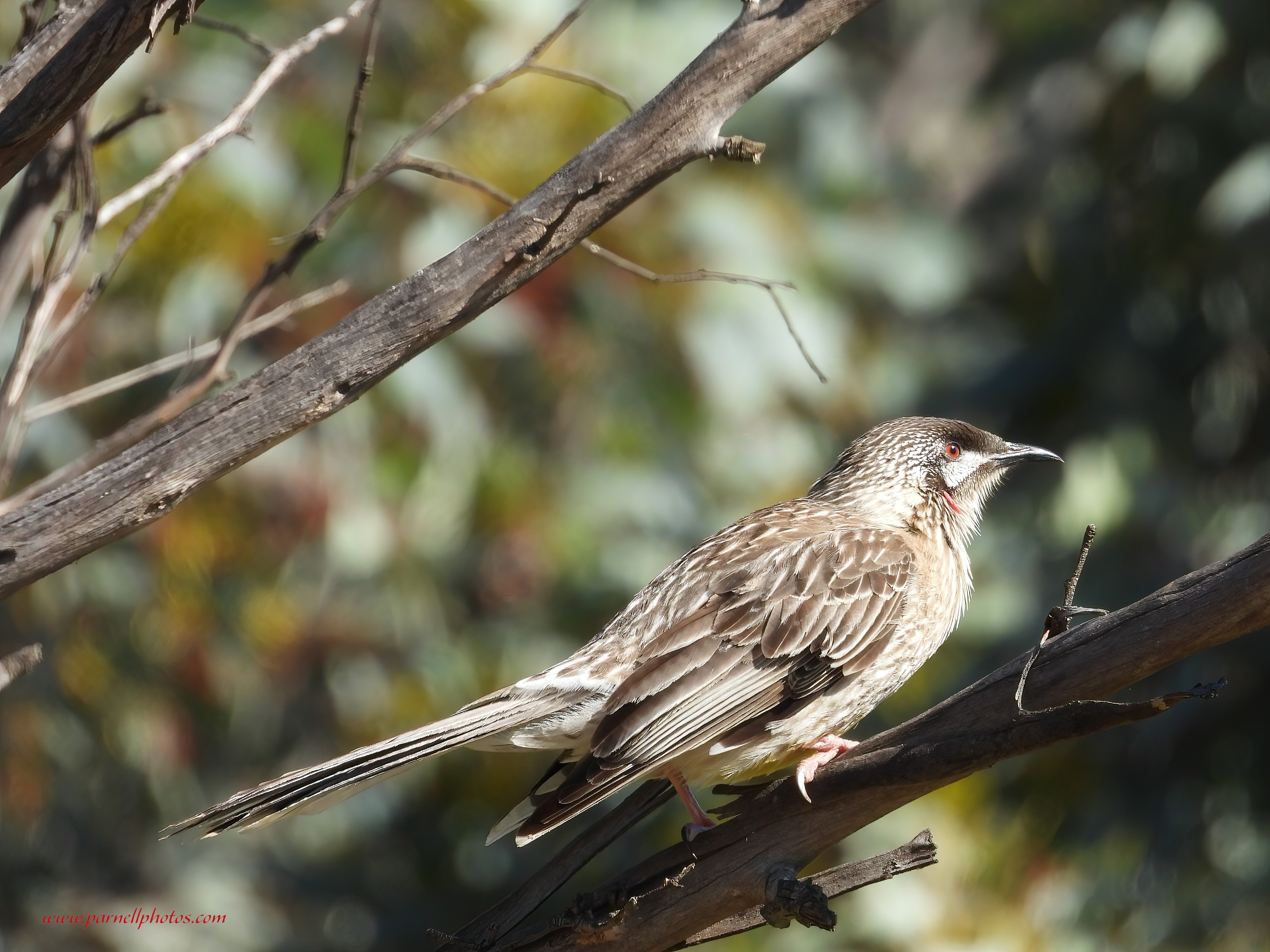 Red Wattlebird on Branch