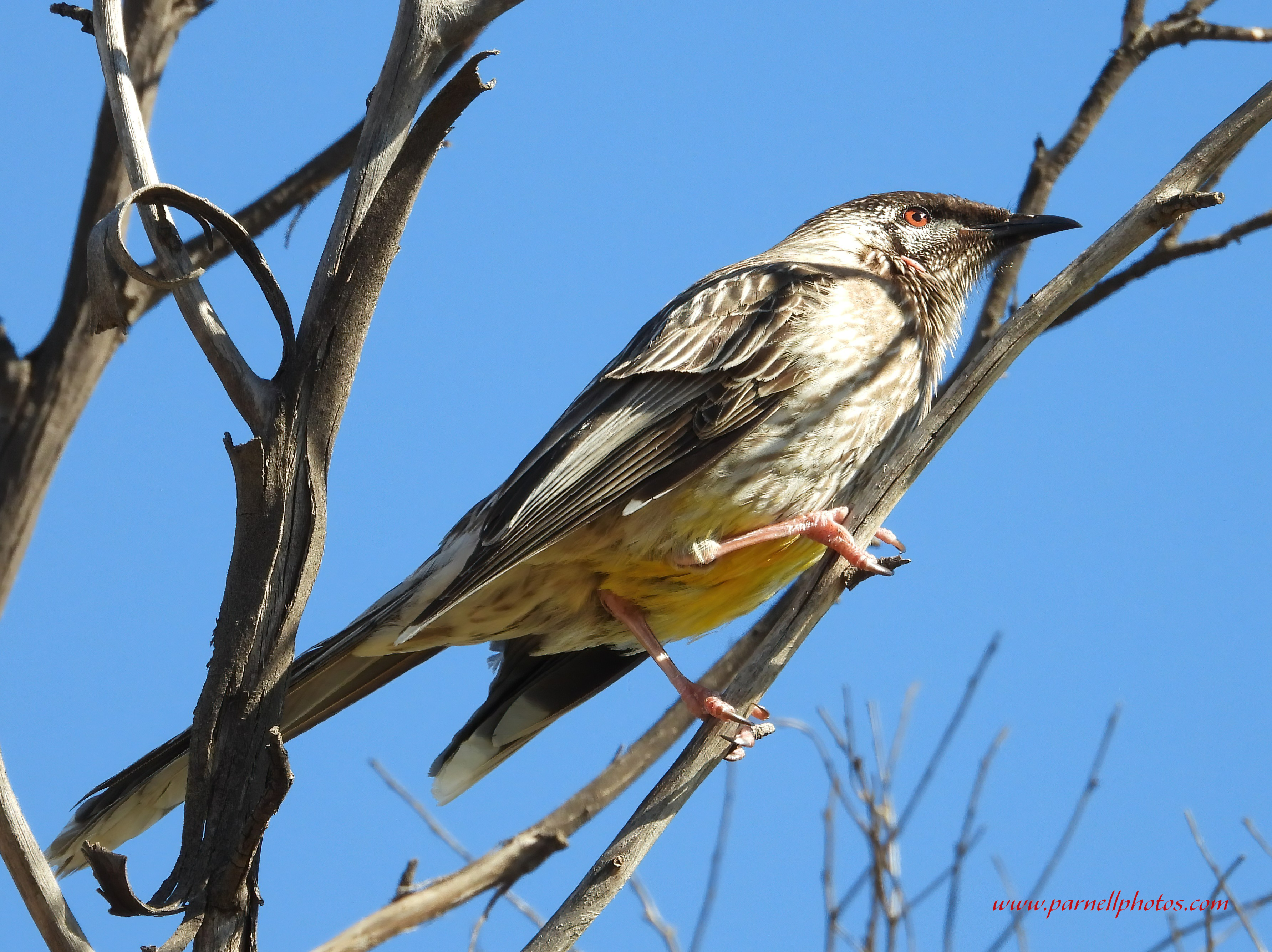 Red Wattlebird on Stick Tree