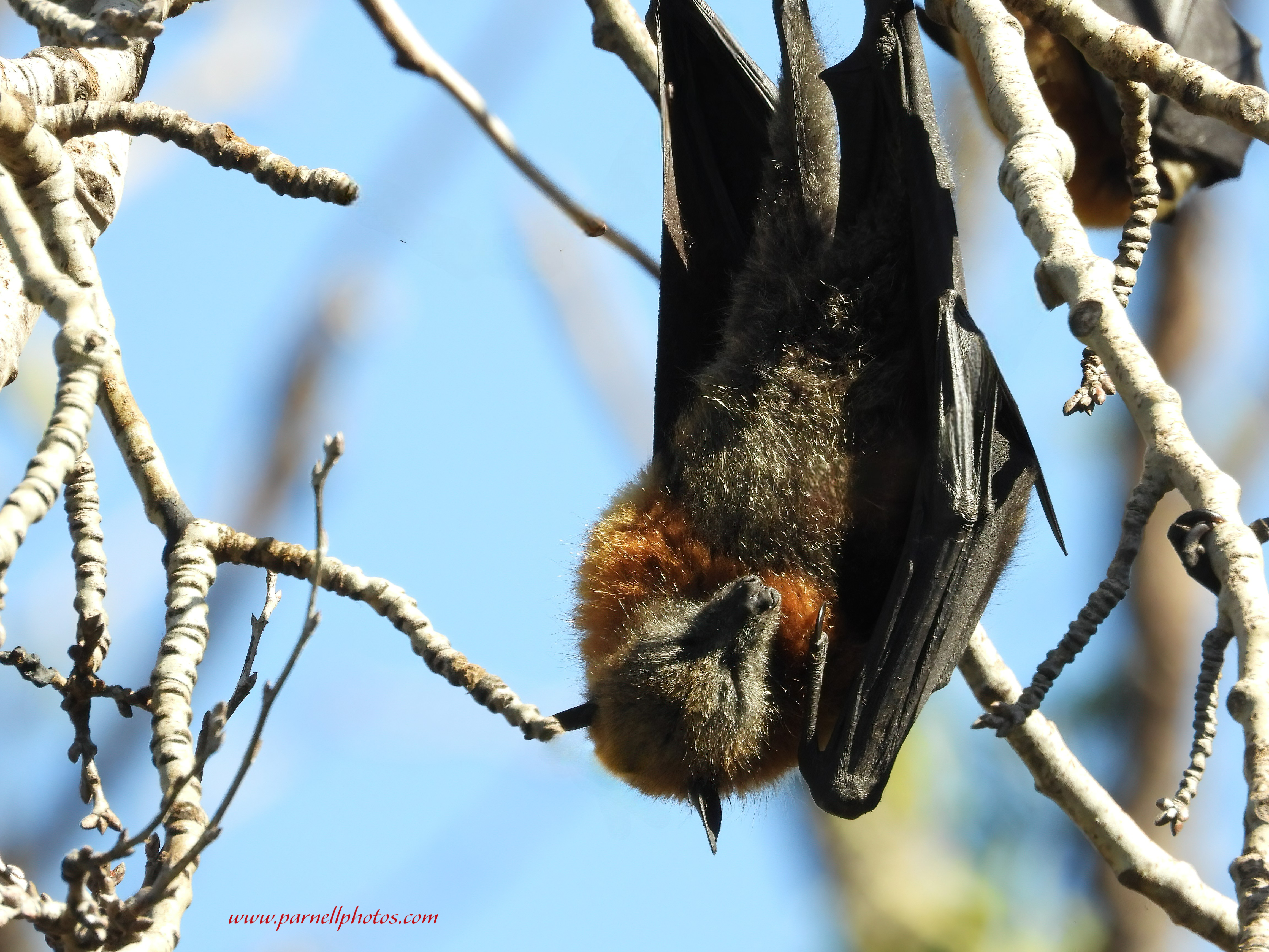 Sleepy Flying Fox