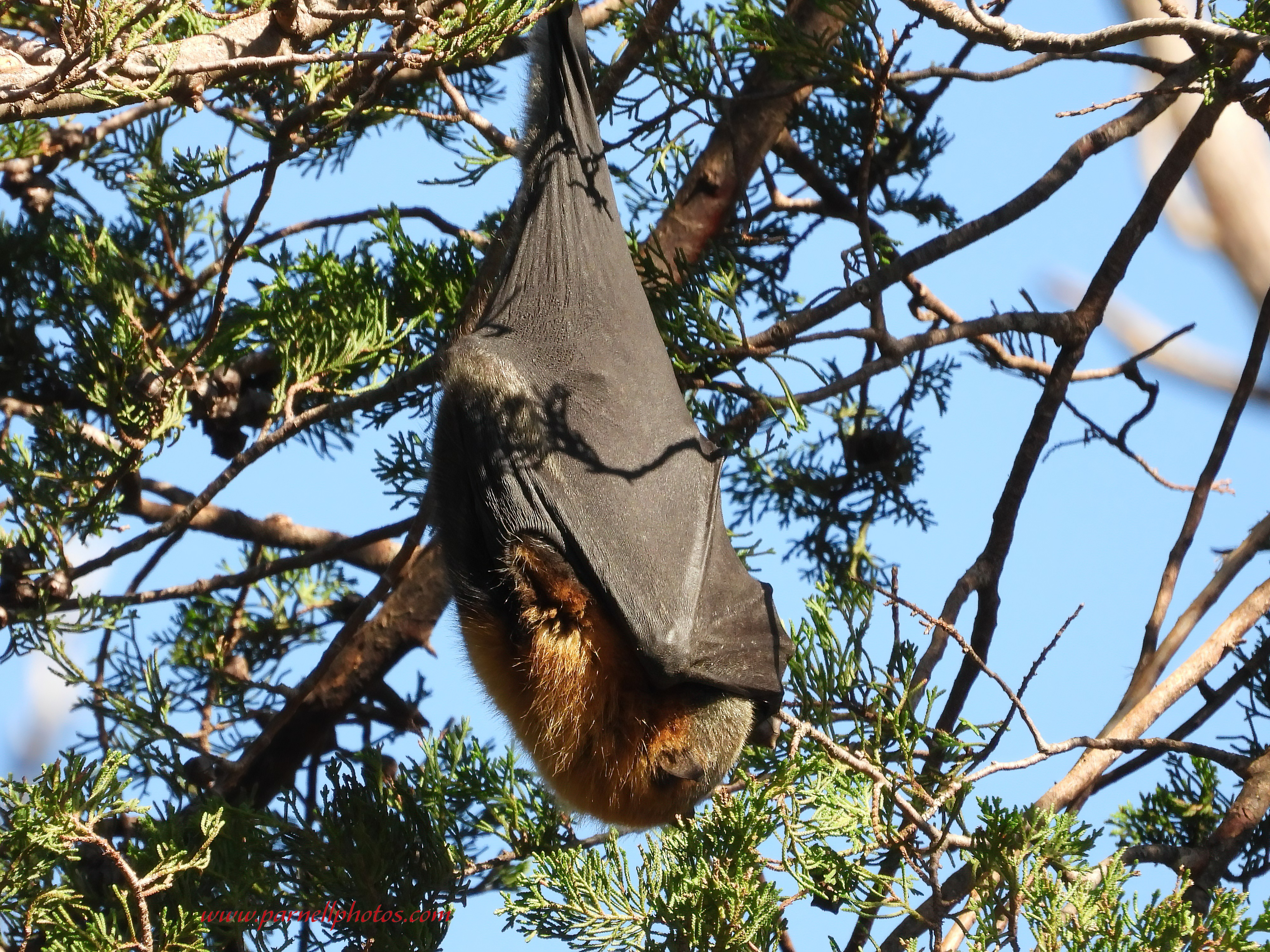 Snug as a Flying Fox