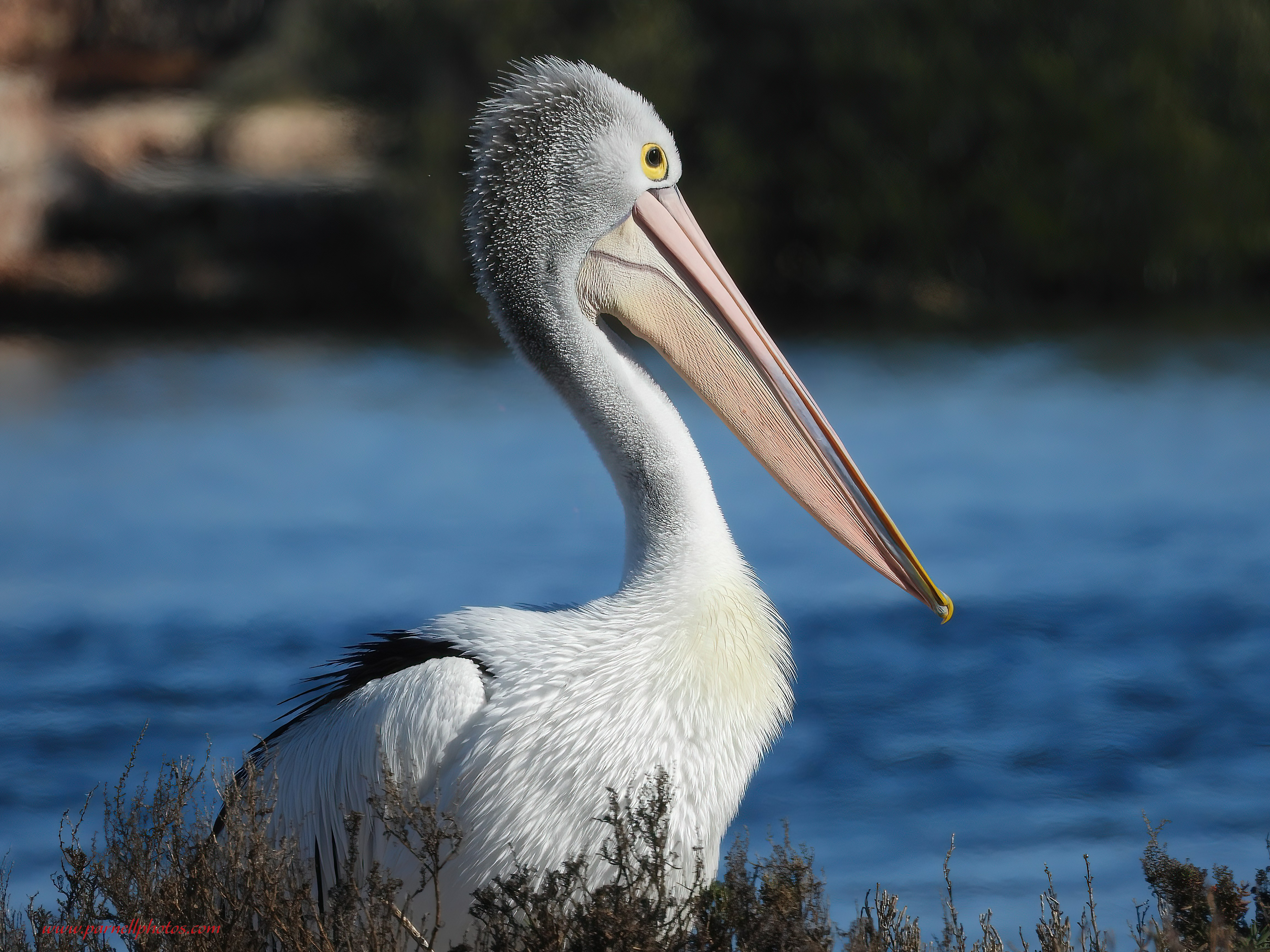 South Australian Pelican